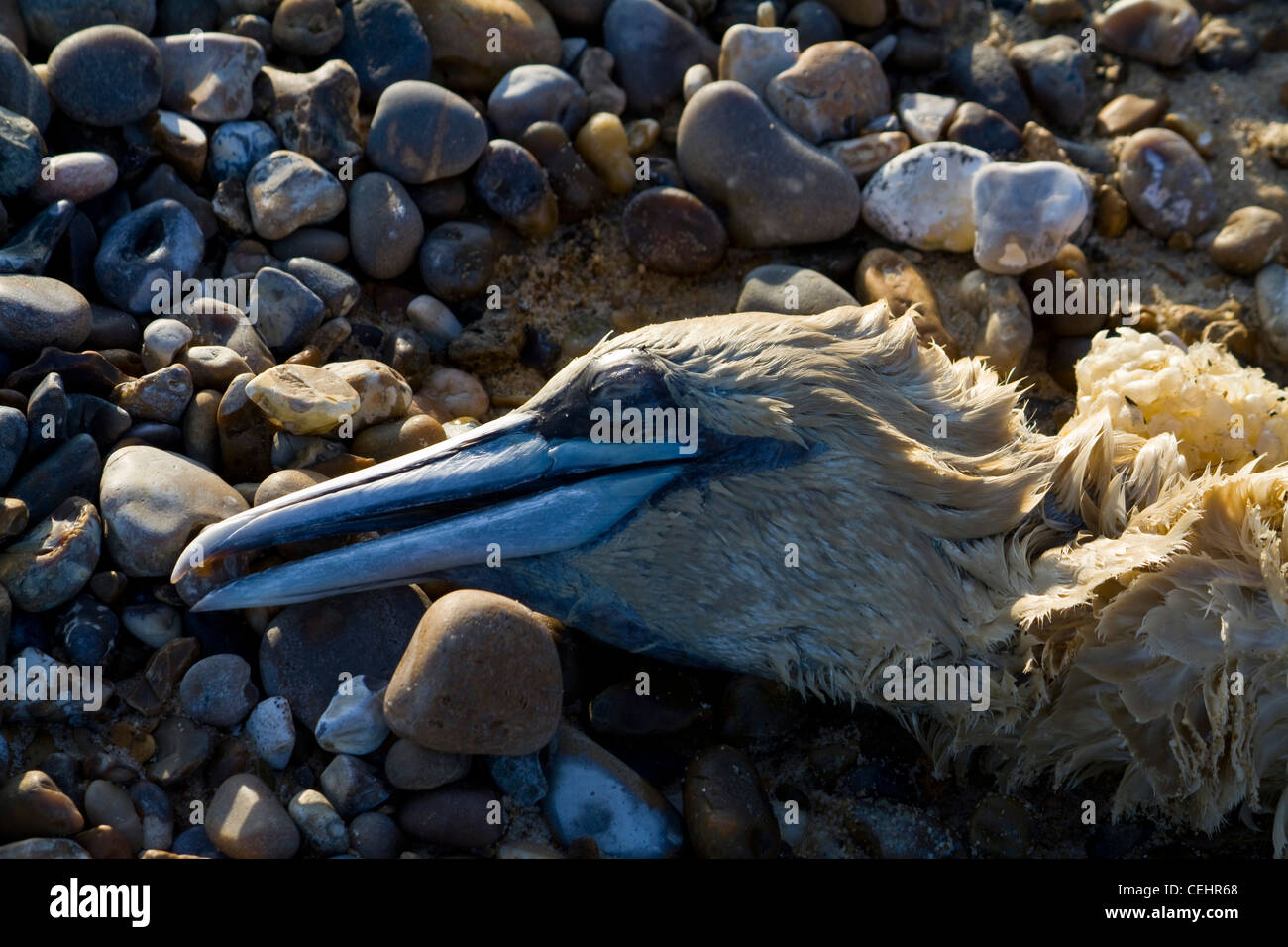 Un morto gannett settentrionale (Morus bassanus) giace lavato fino sulla spiaggia a Benacre, Suffolk, Inghilterra Foto Stock