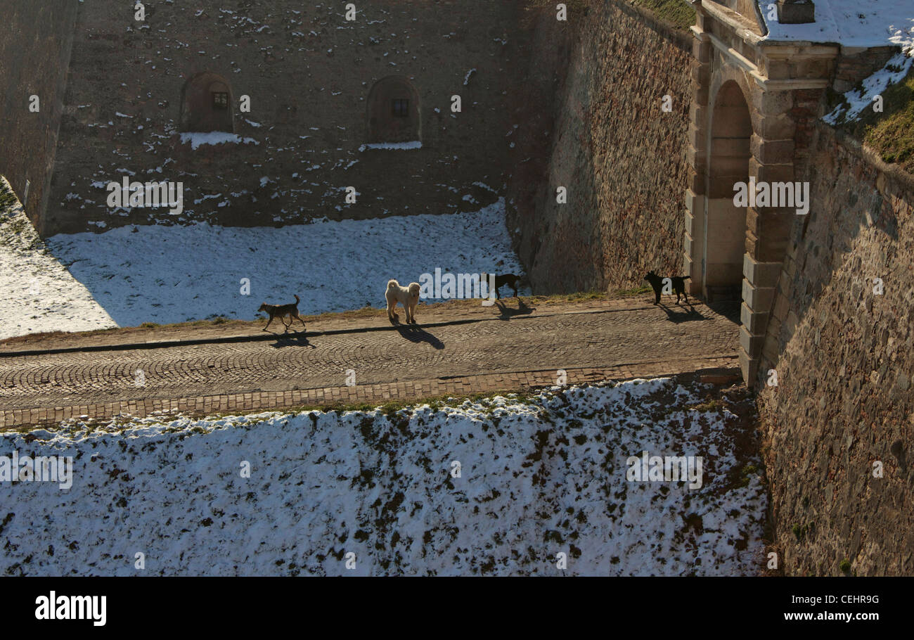 Pack di cani provenienti fuori della Fortezza di Petrovaradin, Novi Sad Serbia Foto Stock