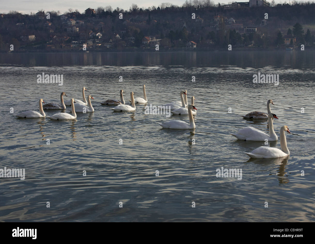 Cigni sul fiume Danubio, Novi Sad Serbia Foto Stock