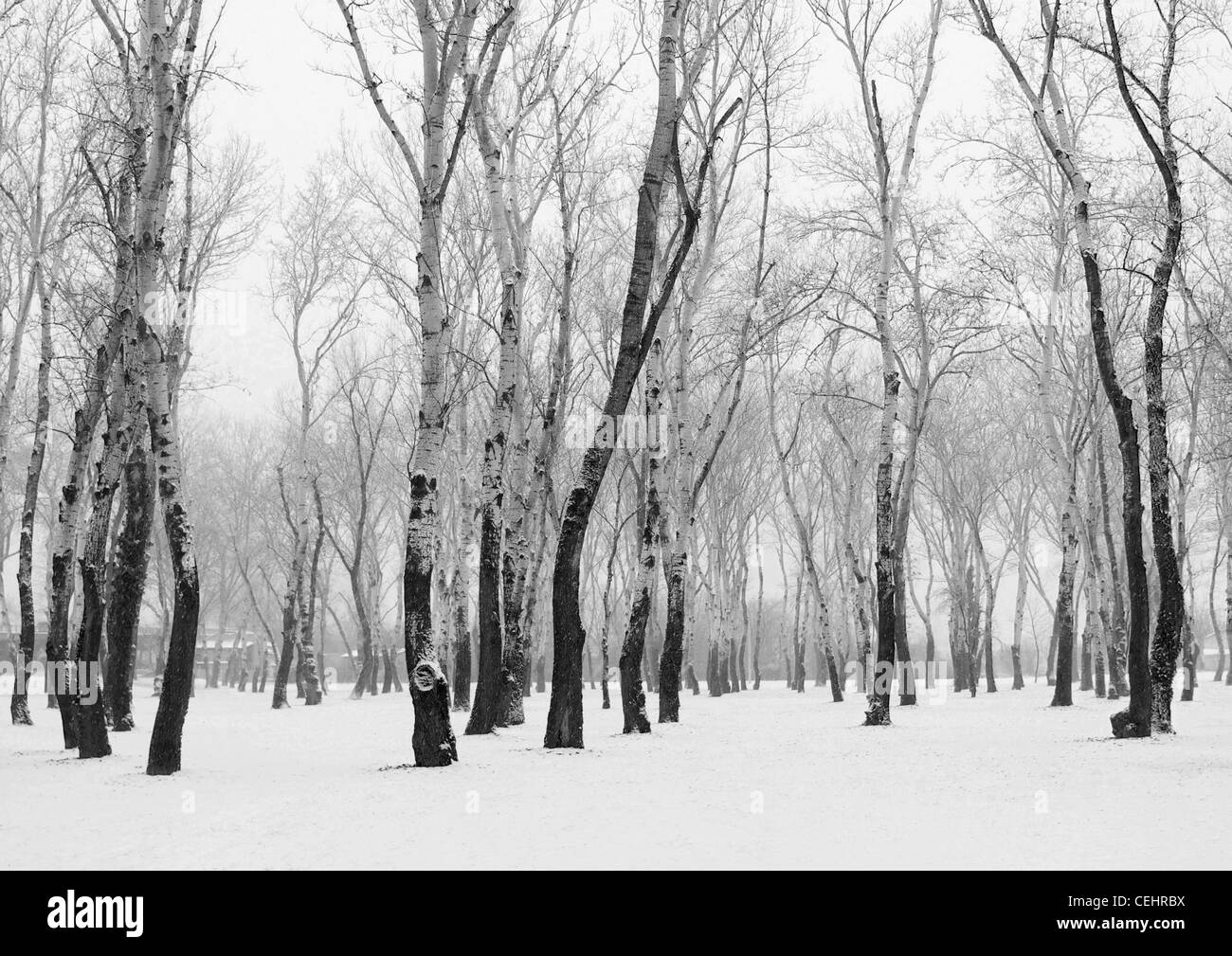 Argento betulle coperti di neve, Zagabria, Croazia Foto Stock