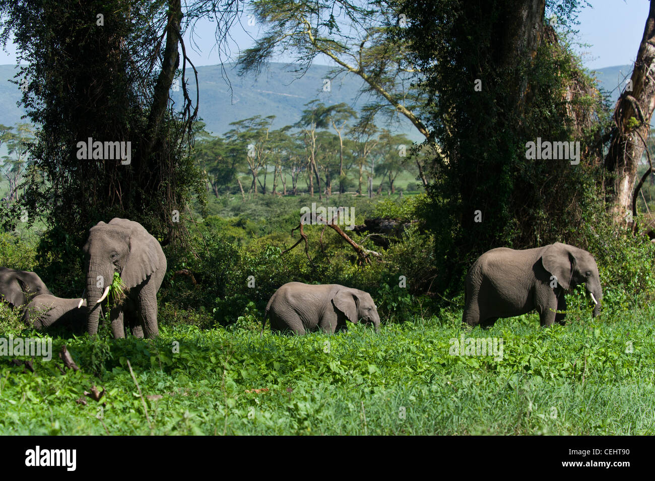 Gruppo di elefante africano (Loxodonta africana) alimentazione nella foresta Lerai nel cratere di Ngorongoro Tanzania Foto Stock
