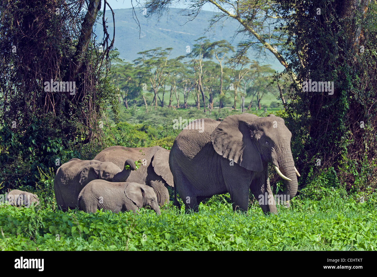 Gruppo di elefante africano (Loxodonta africana) alimentazione nella foresta Lerai nel cratere di Ngorongoro Tanzania Foto Stock