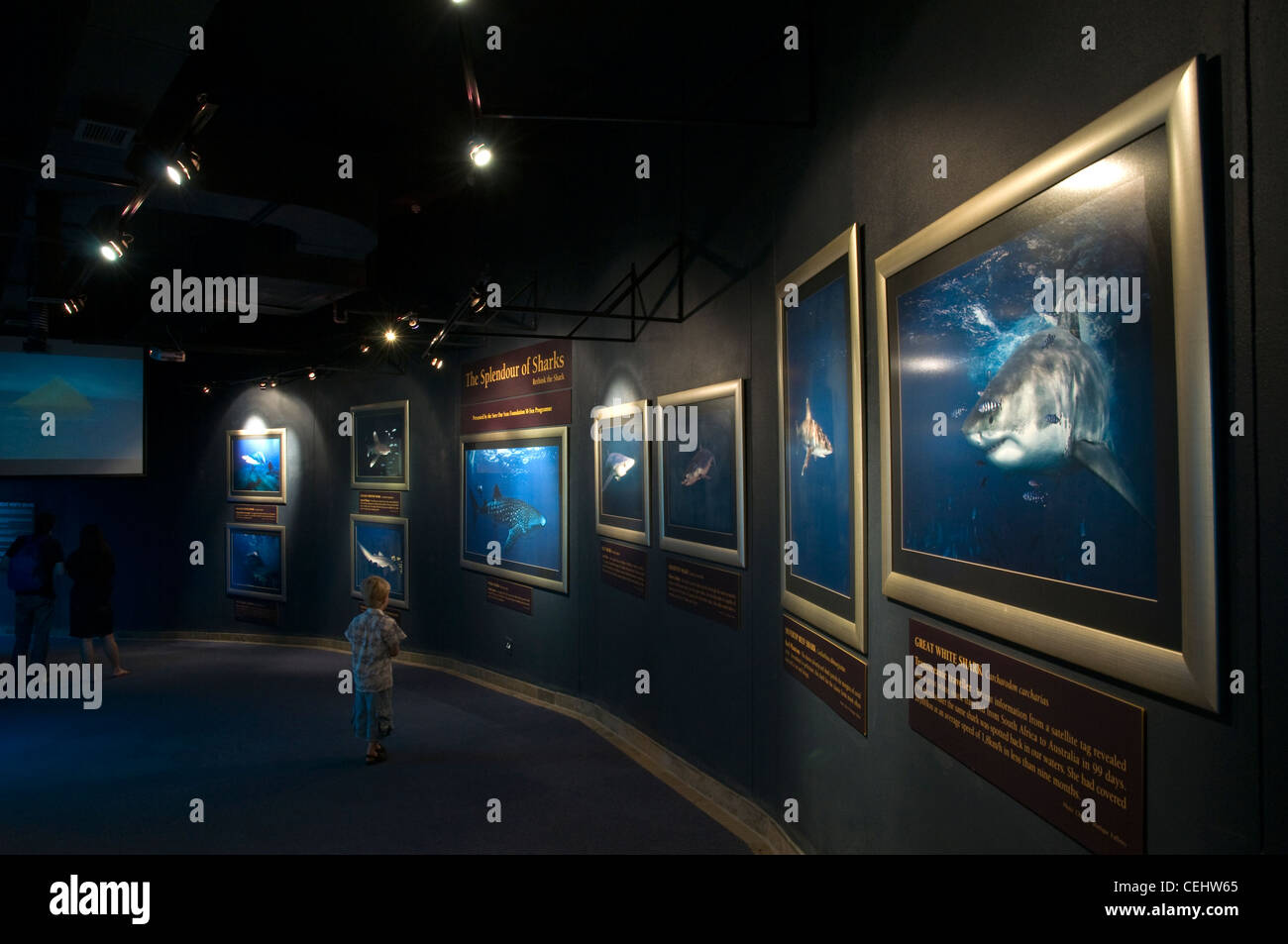 Two Oceans Aquarium, Lungomare Victoria and Alfred,Cape Town,Provincia del Capo occidentale Foto Stock