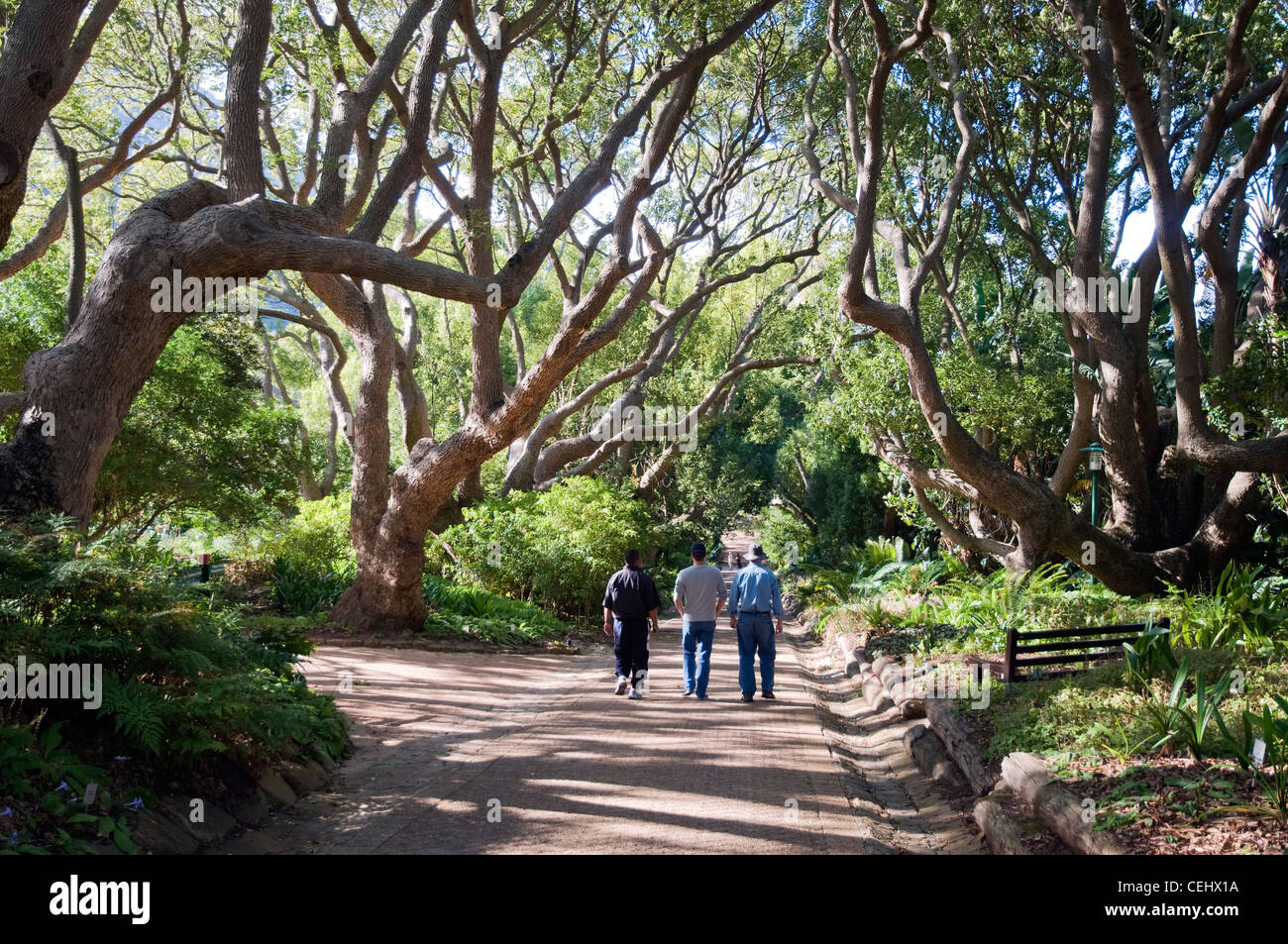 Kirstenbosch National Botanical Gardens,Cape Town,Provincia del Capo occidentale Foto Stock