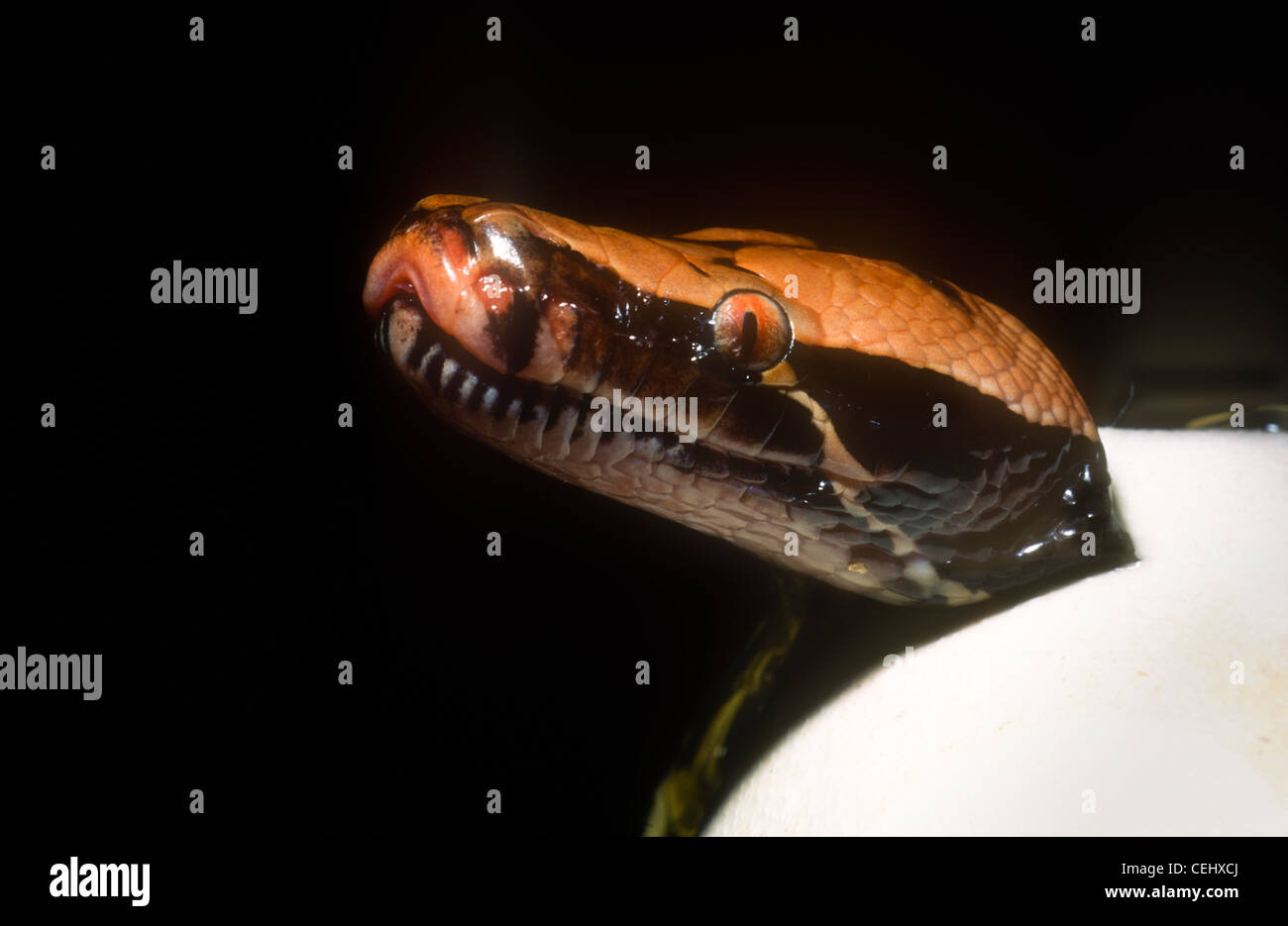 Borneo sangue, Python Python breitensteini, noto anche come Python breitensteini curtus, da cova uova Foto Stock