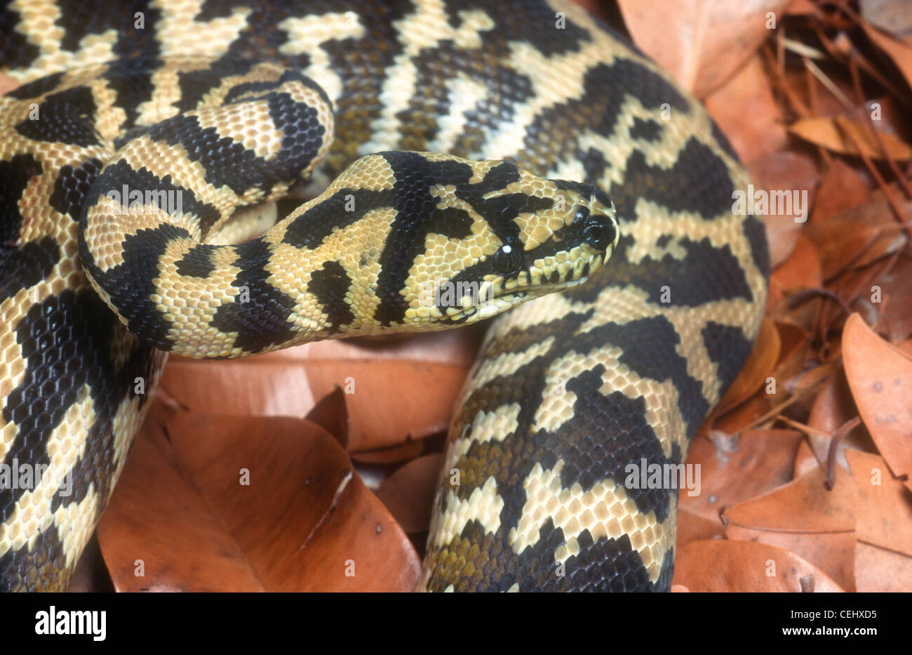Tappeto di python, Morelia spilota, Irian Jaya, Indonesia Foto Stock