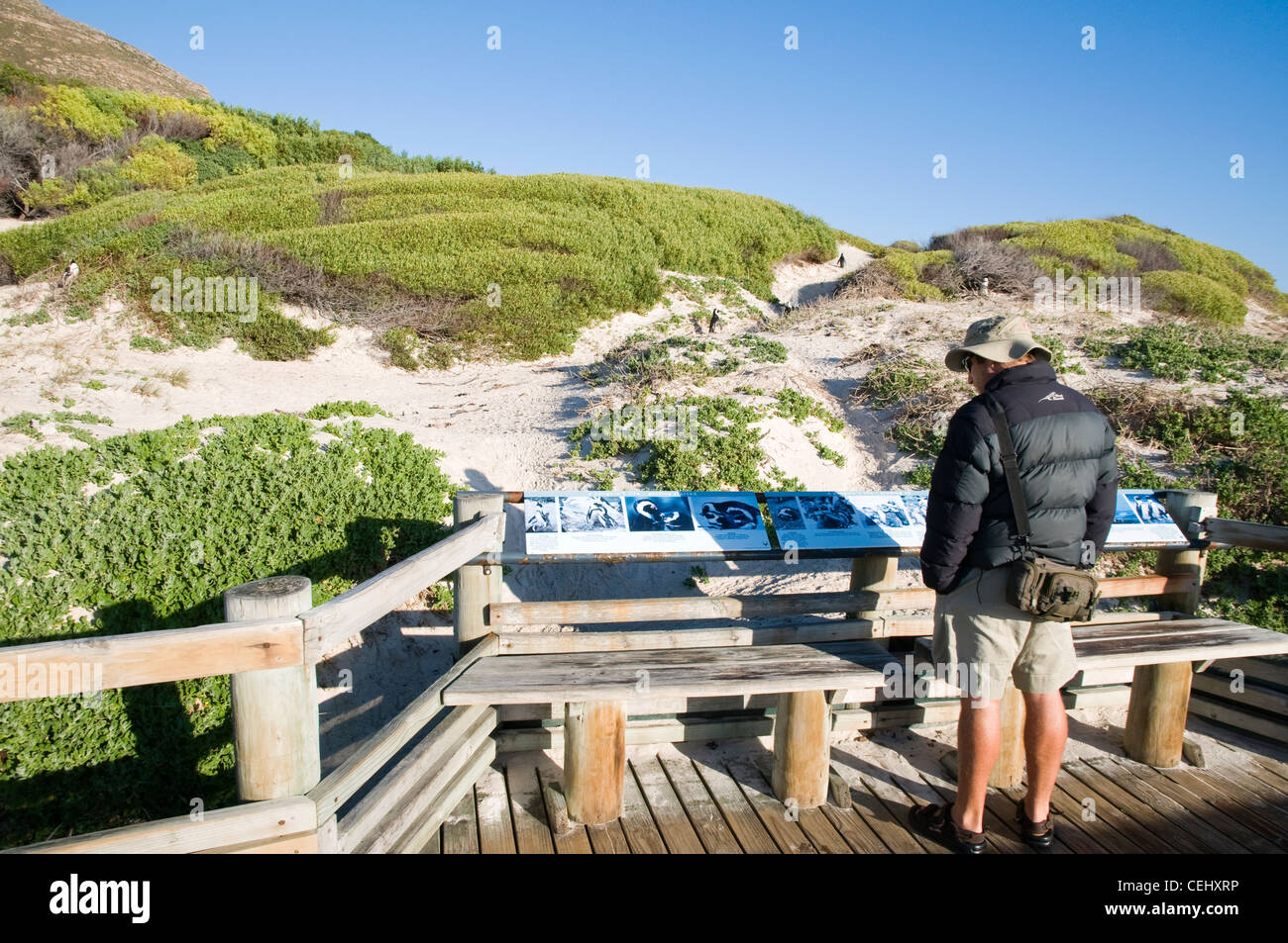 Penguin commissioni informazioni,Boulders Beach Boardwalk,Cape Town,Provincia del Capo occidentale Foto Stock