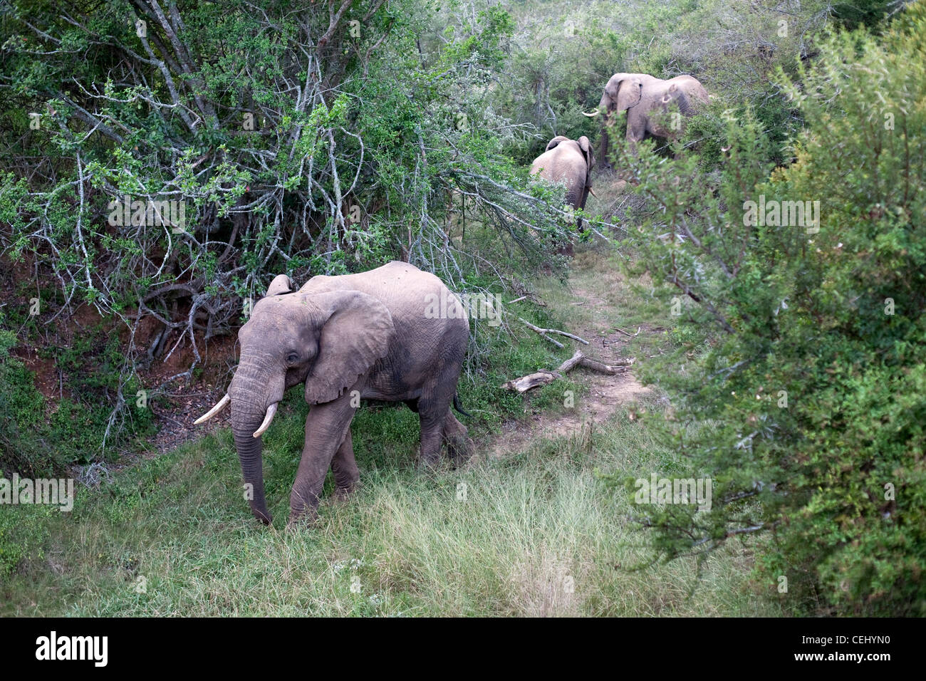 Addo Elephant Park,Capo orientale Foto Stock