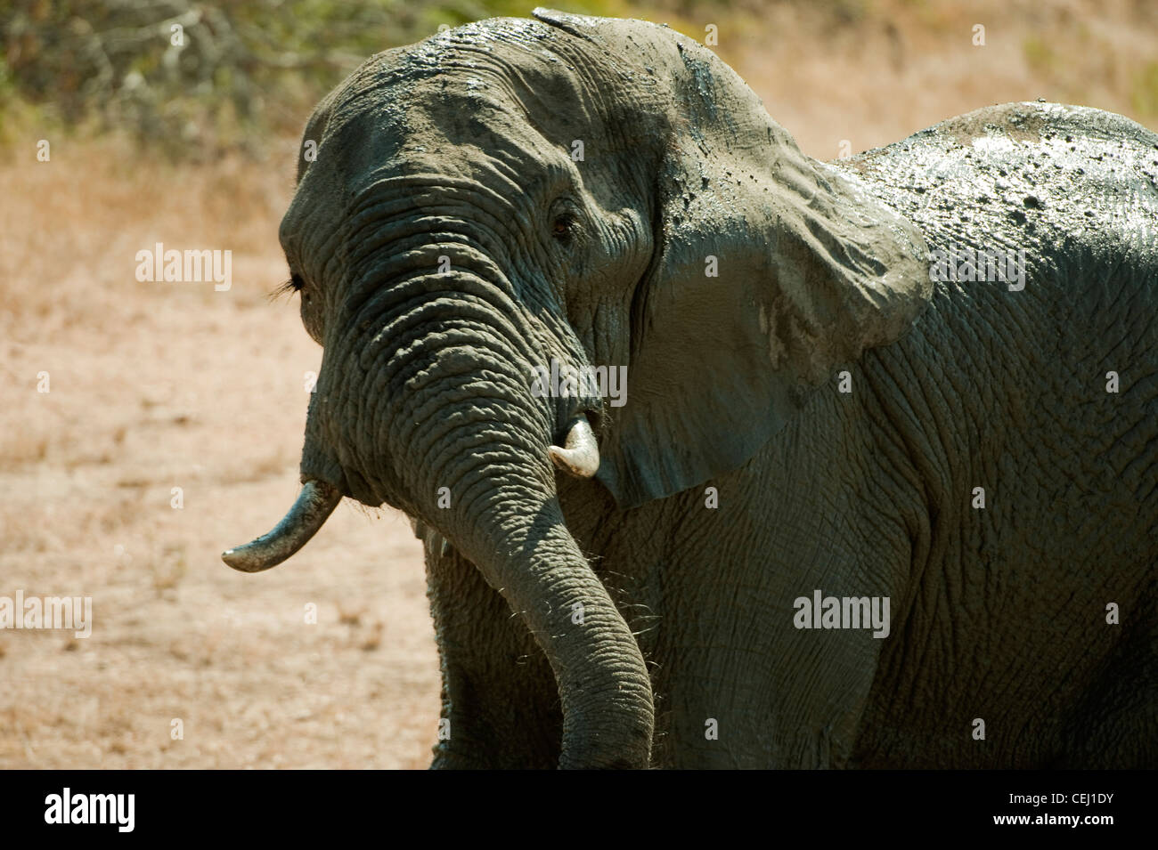 Elephant,leggende Game Reserve,Provincia di Limpopo. Foto Stock