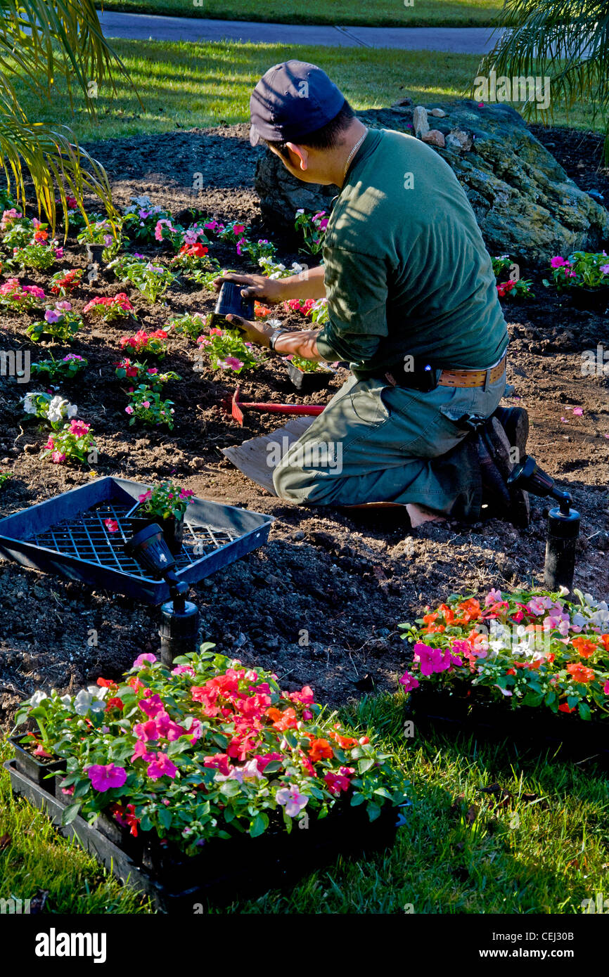 In condizioni di intensa luce mattutina un giardiniere ispanica piante una carriola piena di fiori in un suburban Laguna Niguel, CA Foto Stock
