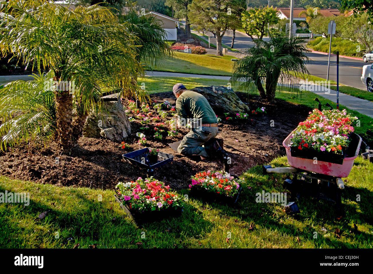 In condizioni di intensa luce mattutina un giardiniere ispanica piante una carriola piena di fiori in un suburban Laguna Niguel, CA Foto Stock