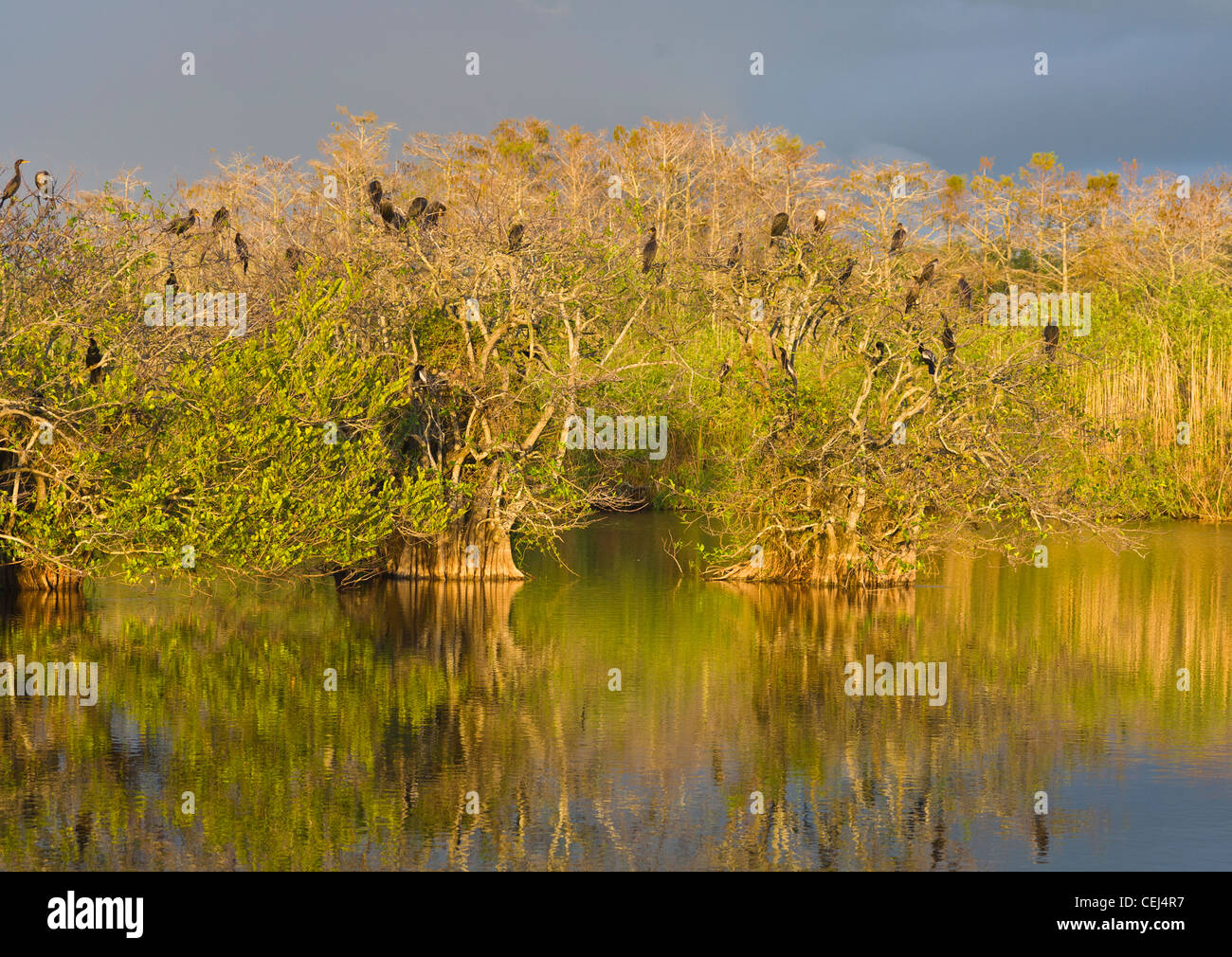 Nel tardo pomeriggio di sole in uccelli in alberi su Anhinga Trail in Royal Palm area di Everglades National Park Florida Foto Stock Nel tardo pomeriggio di sole in uccelli in alberi su Anhinga Trail in Royal Palm area di Everglades National Park Florida Foto Stock