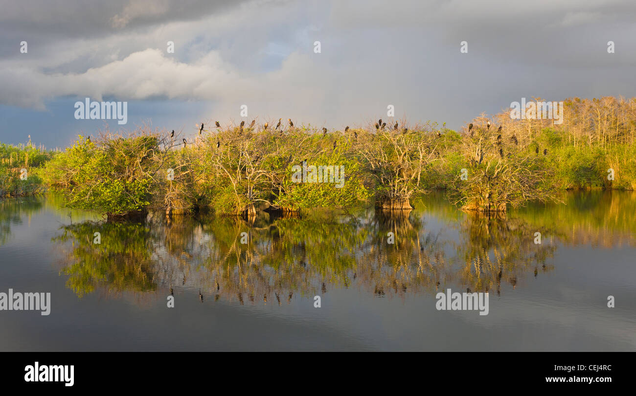 Nel tardo pomeriggio di sole in uccelli in alberi su Anhinga Trail in Royal Palm area di Everglades National Park Florida Foto Stock Nel tardo pomeriggio di sole in uccelli in alberi su Anhinga Trail in Royal Palm area di Everglades National Park Florida Foto Stock