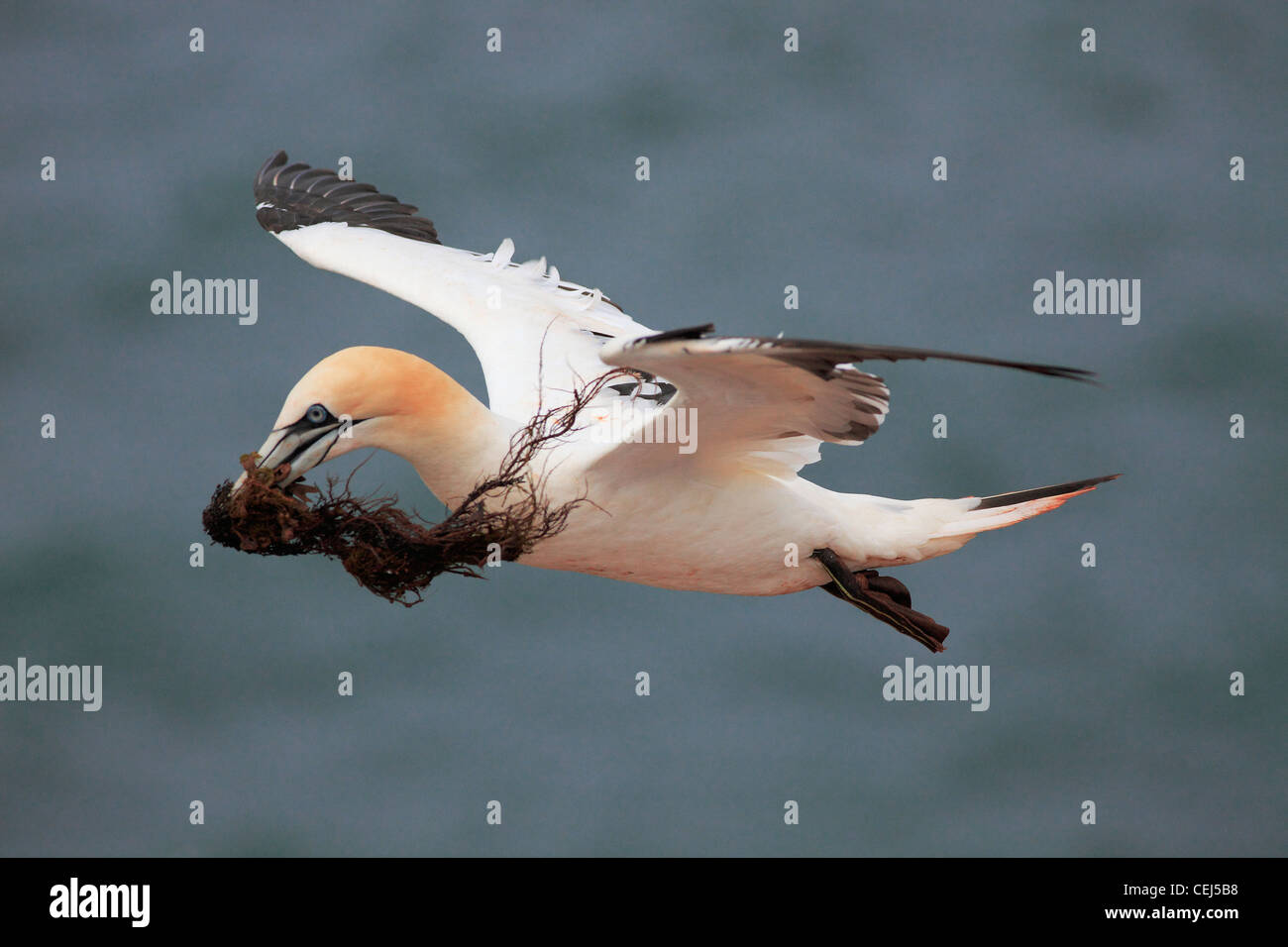 Northern gannet; Latino: Morus bassanus Foto Stock