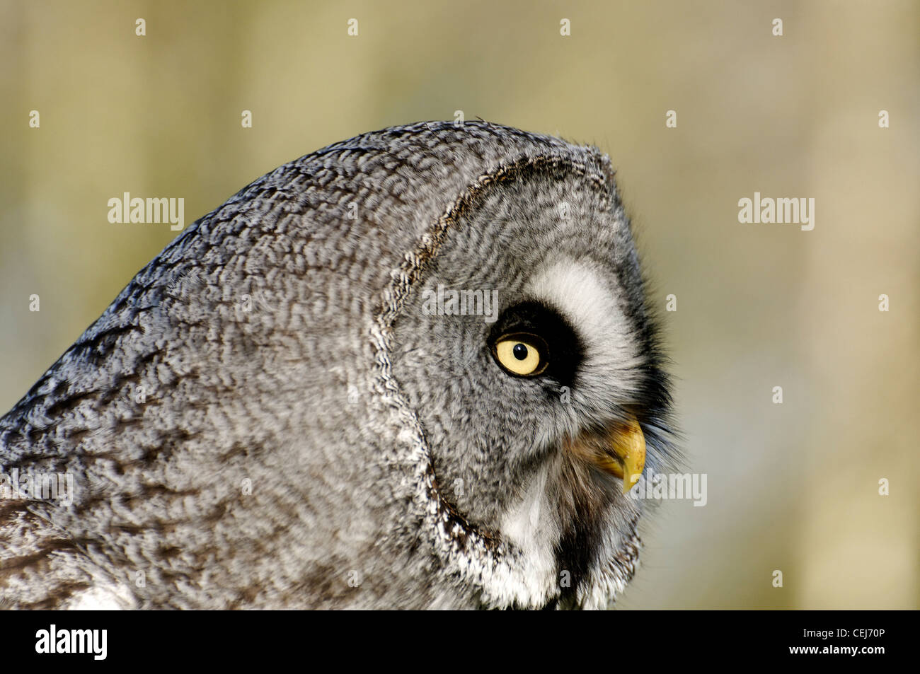 Un Allocco degli Urali ritratto Foto Stock