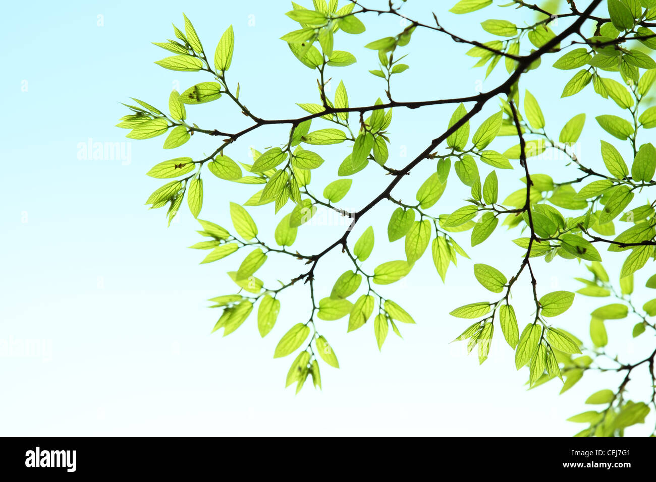 Foglie verdi sullo sfondo Foto Stock