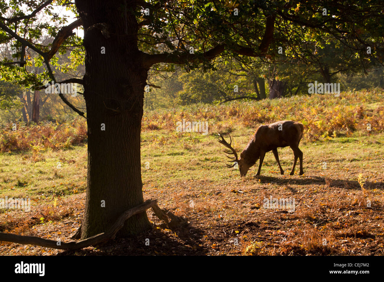 Daini e cervi in Calke Abbey Park, il National Trust, Ticknall, Derbyshire. Foto Stock