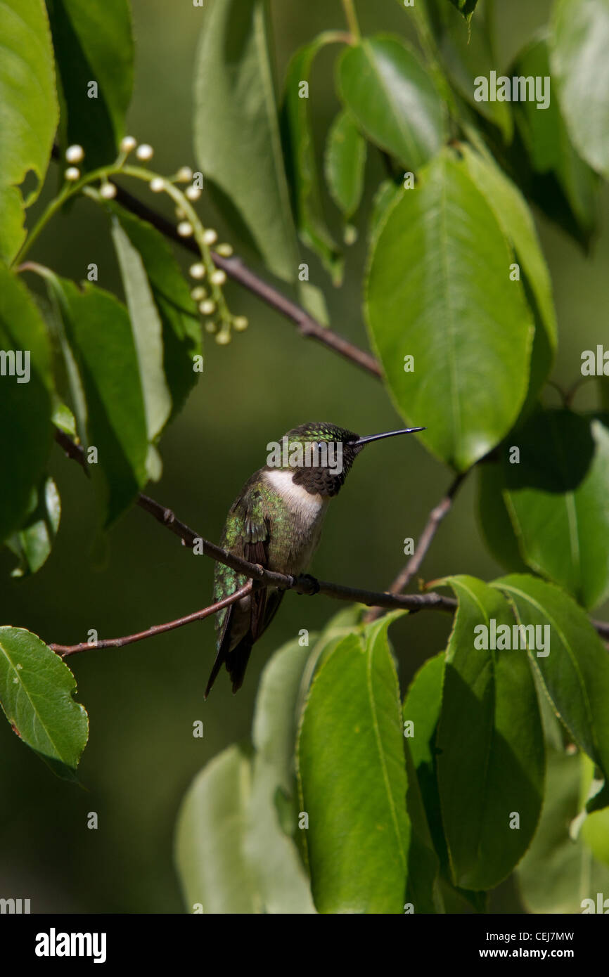 Ruby-throated Hummingbird Foto Stock