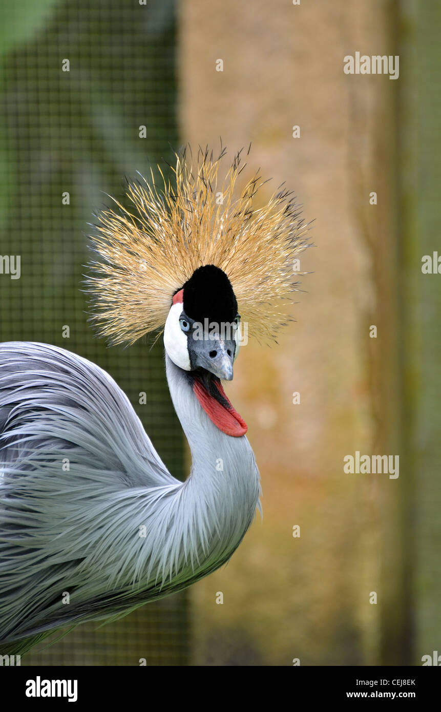 Kasuari bird, crested bird da Java e Bali e Indonesia Foto Stock