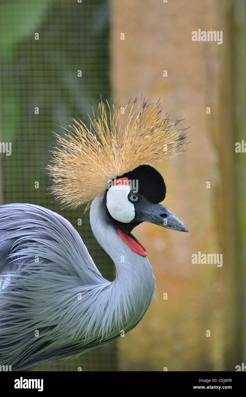 Kasuari bird, crested bird da Java e Bali e Indonesia Foto Stock