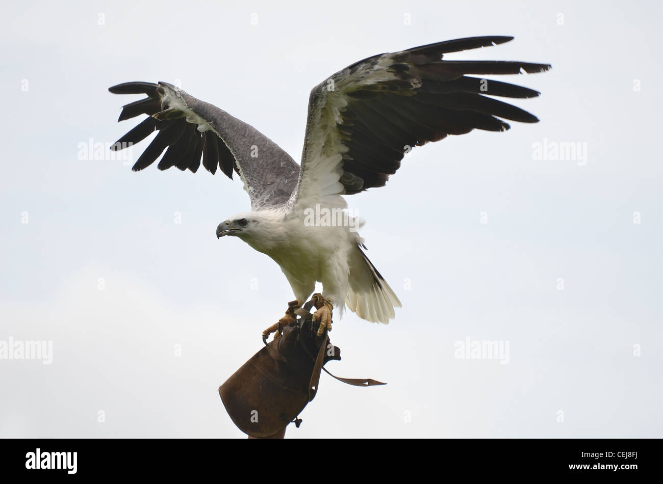 Aquila con ali stese sul formatore guanto di falconeria, Bali, Indonesia Foto Stock