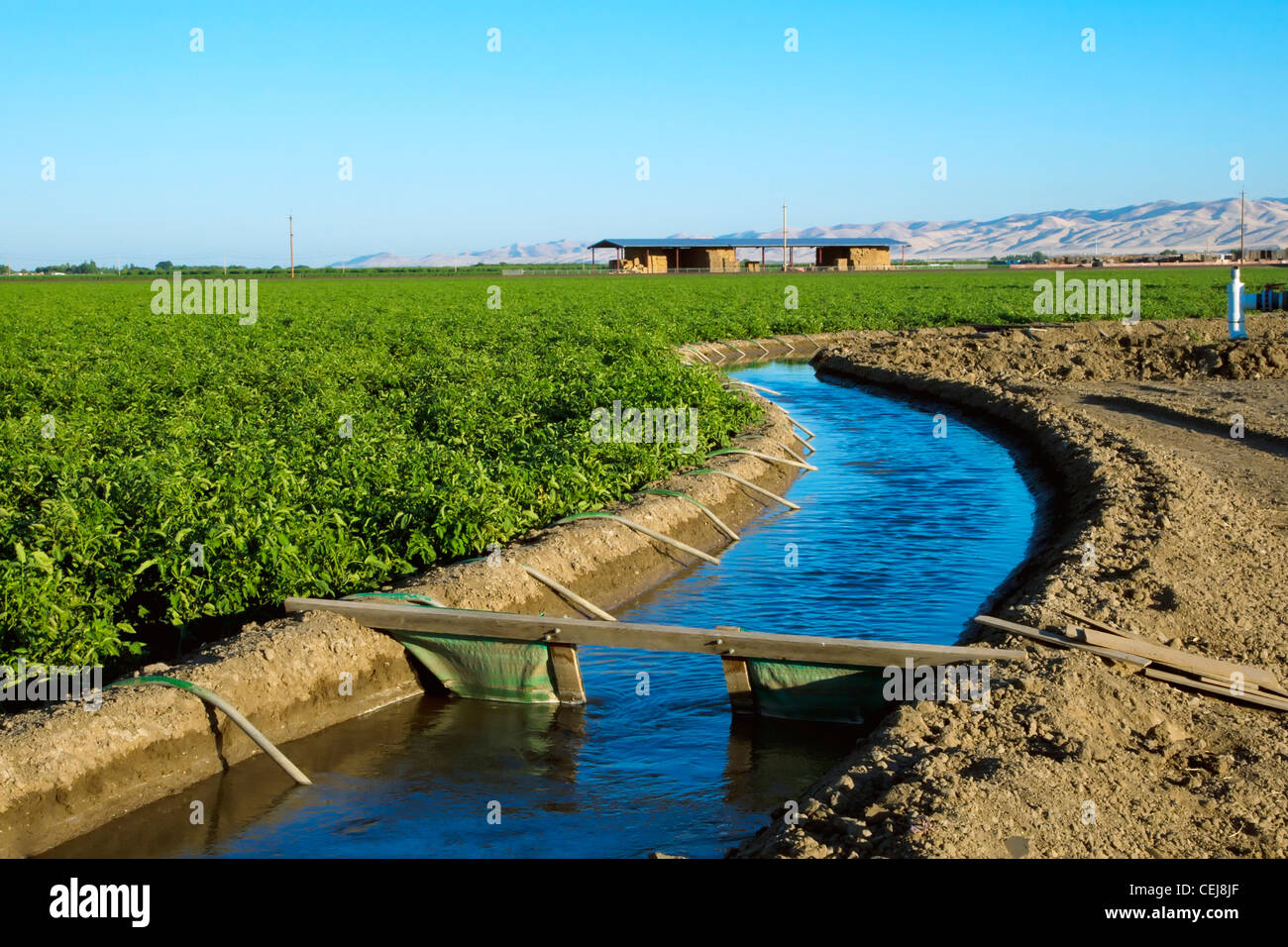 Agricoltura - canale di irrigazione che costeggia una mercato fresco campo di pomodoro che viene irrigata utilizzando tubi di sifone. Foto Stock