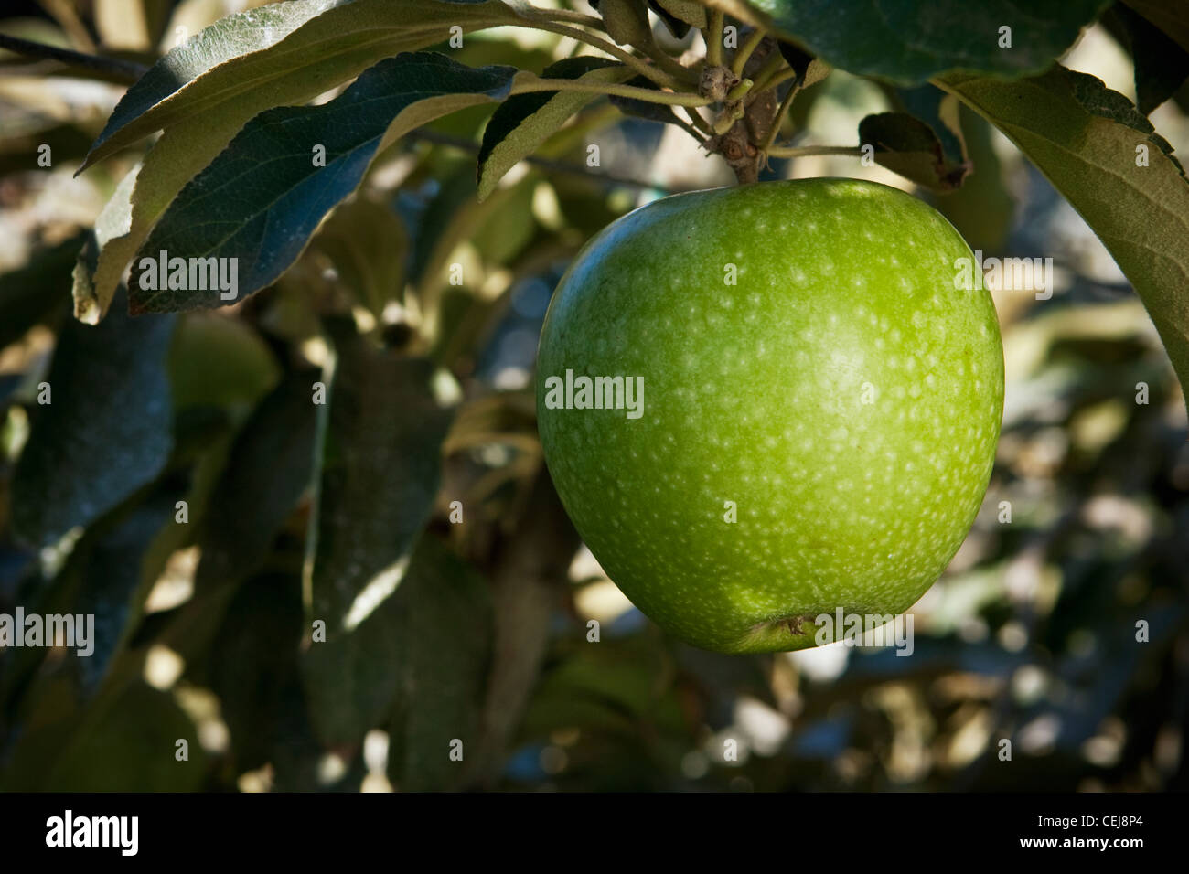 Agricoltura - Primo piano di una maturazione Asian pera sull'albero / vicino a Kingsburg, California, Stati Uniti d'America. Foto Stock
