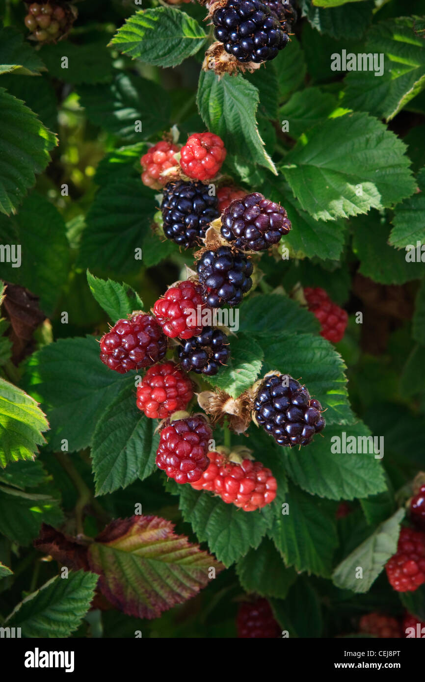 Agricoltura - More sulla boccola in vari stadi di maturazione / vicino Dinuba, California, Stati Uniti d'America. Foto Stock
