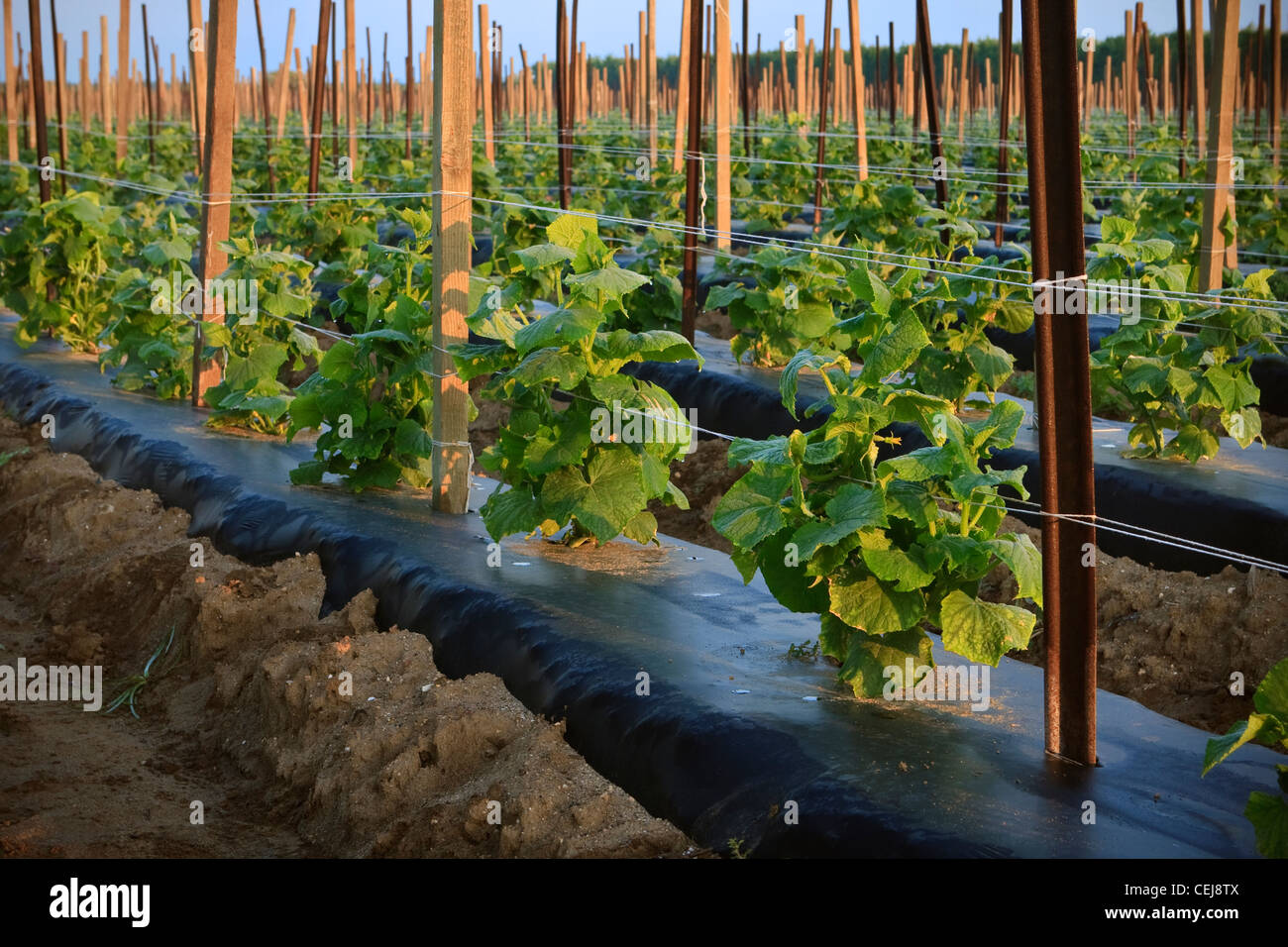 Agricoltura - filari di piante di cetriolo in primavera supportata da un sistema a traliccio / vicino Orosi, California, Stati Uniti d'America. Foto Stock