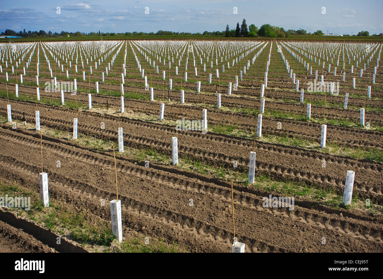 Agricoltura - piantate uva da tavola vigna utilizzando piantare i manicotti per isolare le giovani piante / California, Stati Uniti d'America. Foto Stock