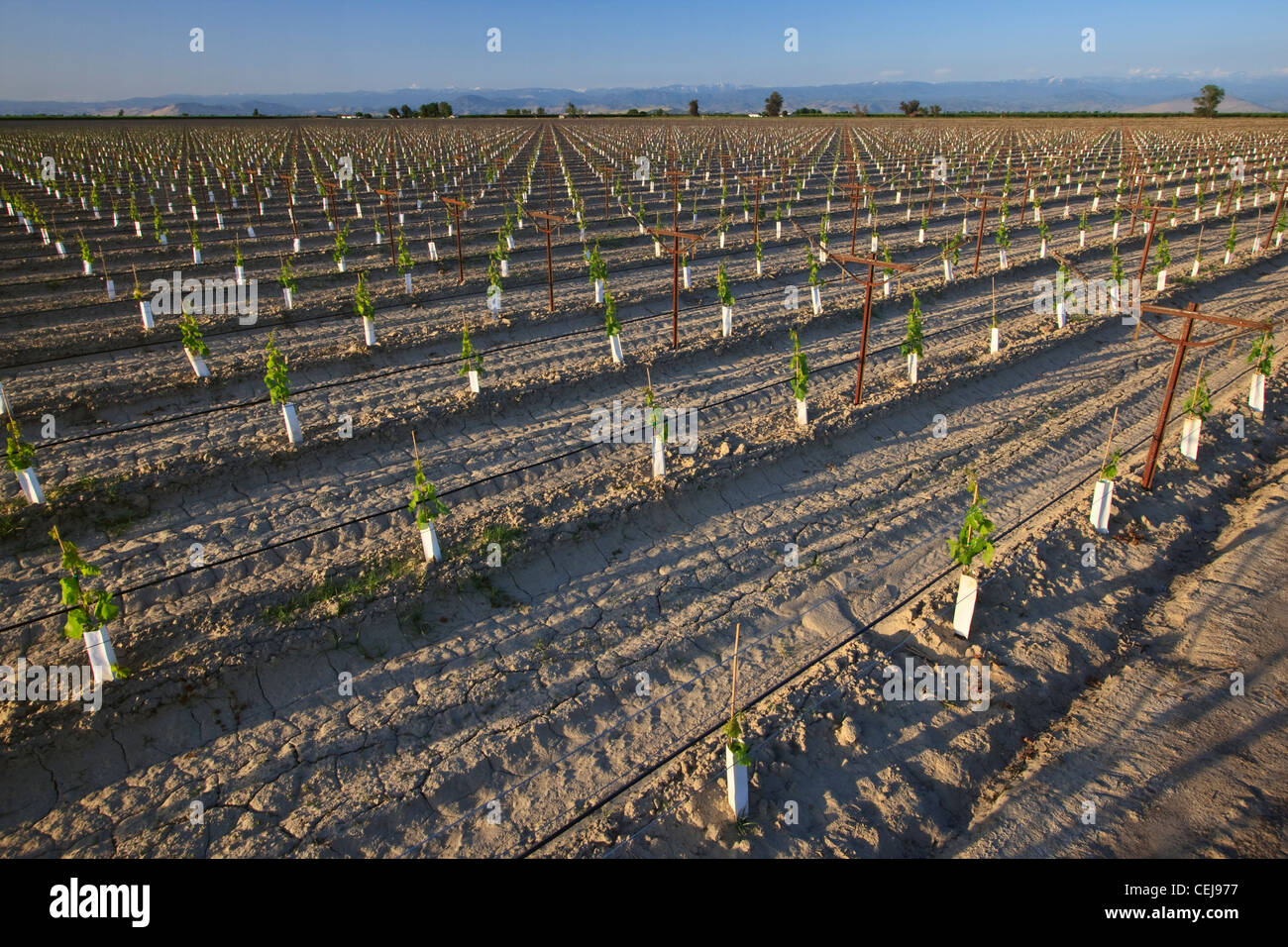 Agricoltura - un giovane di uva da tavola vigna utilizzando un overhead trellis, sistema di irrigazione a goccia e piantando manicotti / California Foto Stock