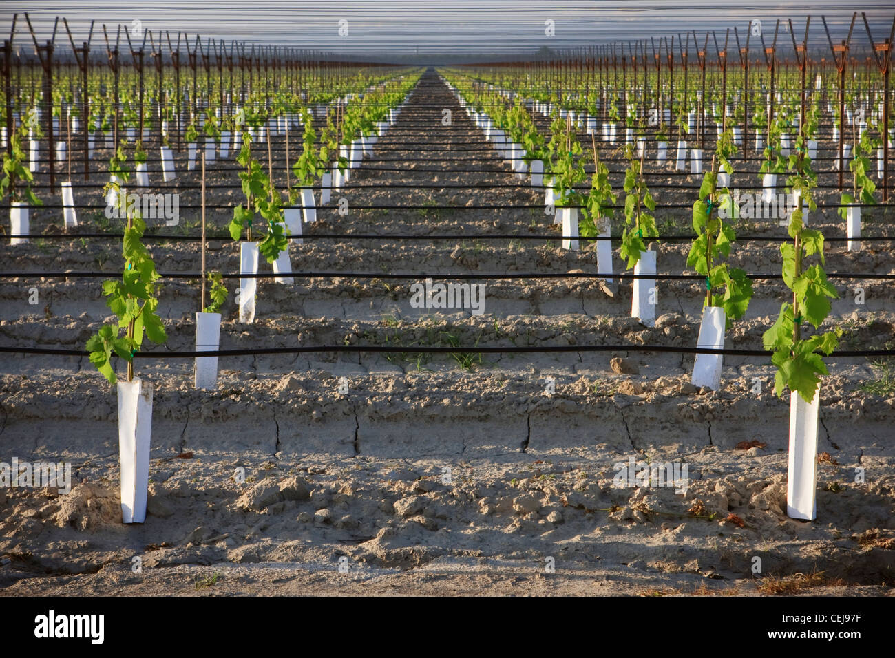 Agricoltura - un giovane di uva da tavola vigna utilizzando un overhead trellis, sistema di irrigazione a goccia e piantando manicotti / California Foto Stock