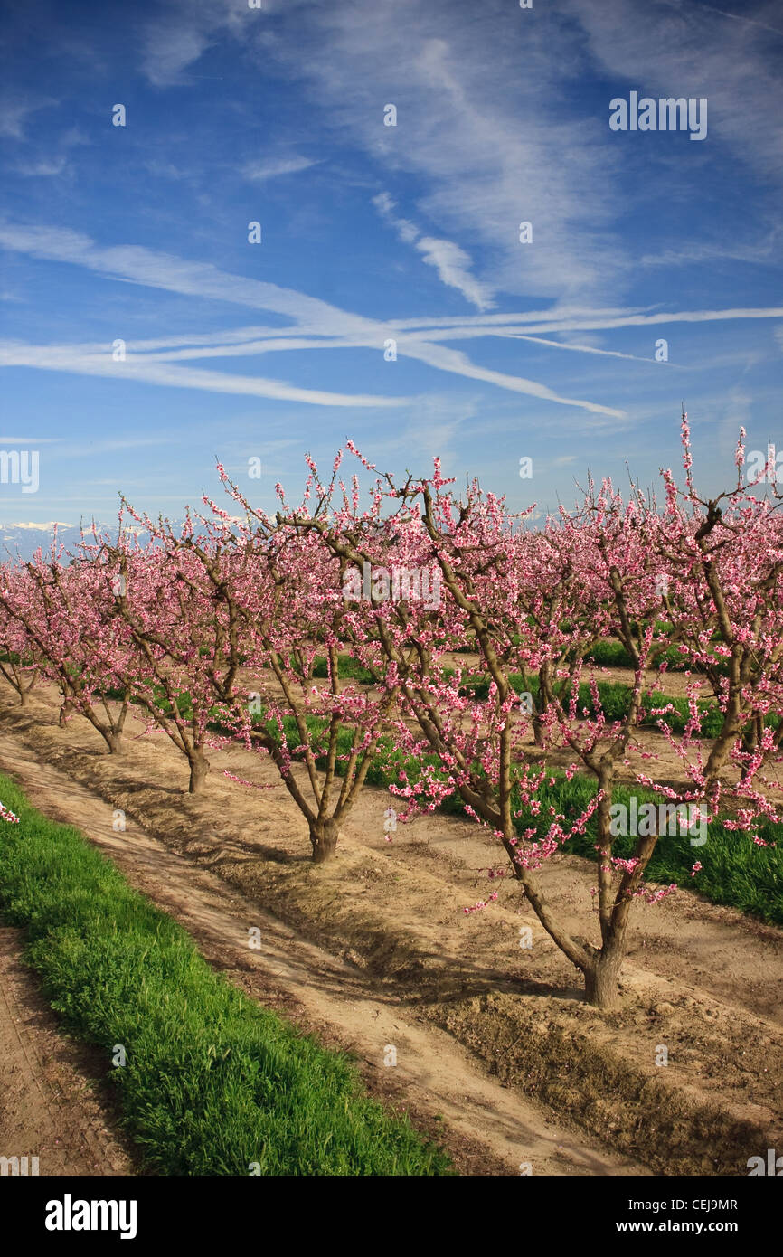 Agricoltura - un pesche noci orchard in primavera presso il pieno fiore palcoscenico / vicino Dinuba, California, Stati Uniti d'America. Foto Stock