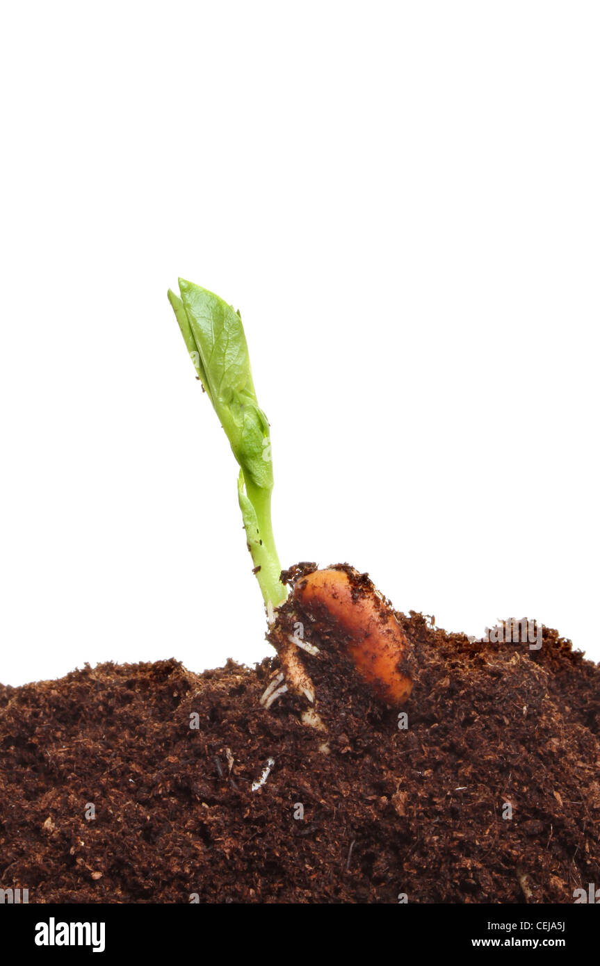 Tralcio verde proveniente da un fagioli germinati seme nel suolo contro uno sfondo bianco Foto Stock