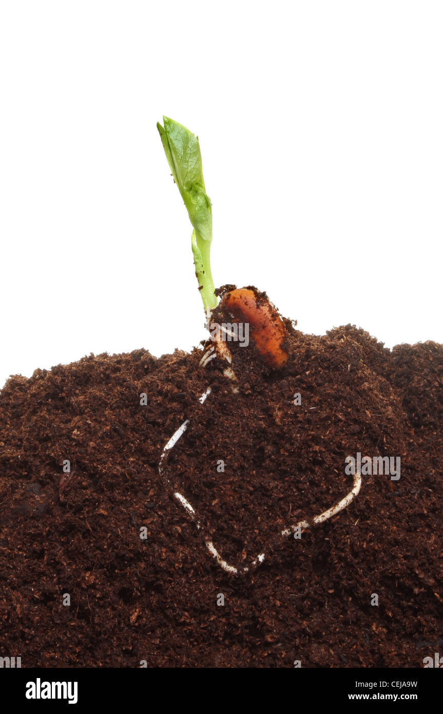 La germinazione di semi di fagiolo con fresche foglie giovani e radice nel suolo Foto Stock
