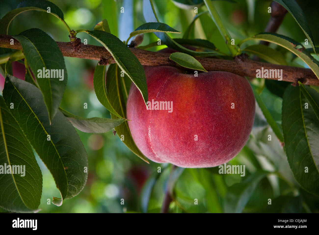 Agricoltura - Vista dettagliata di un Earli ricca di pesche, sull'albero, maturo e pronto per il raccolto / vicino Dinuba, California, Stati Uniti d'America. Foto Stock