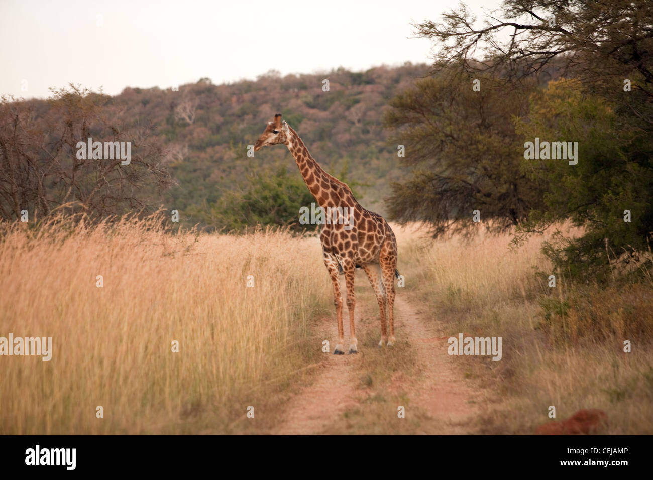 Giraffe,leggende Game Reserve,Provincia di Limpopo Foto Stock