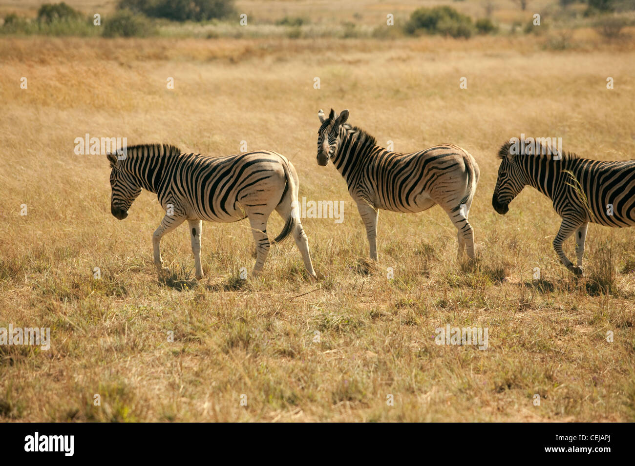 Zebra,leggende Game Reserve,Provincia di Limpopo Foto Stock