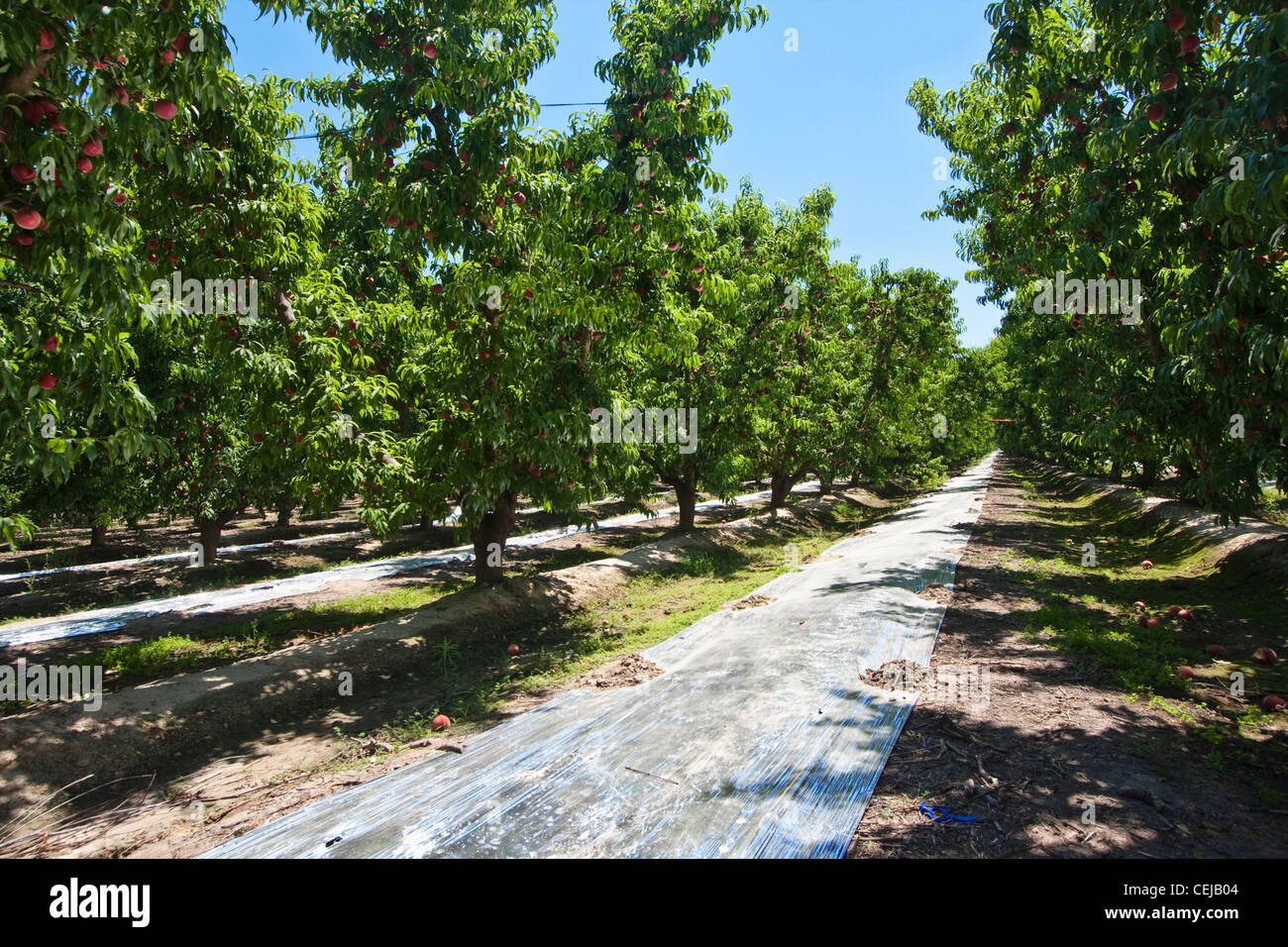 Agricoltura - Vista in un frutteto guardando in giù tra i filari di alberi di pesche con un raccolto pesante di frutti maturi, pronta per la mietitura. Foto Stock