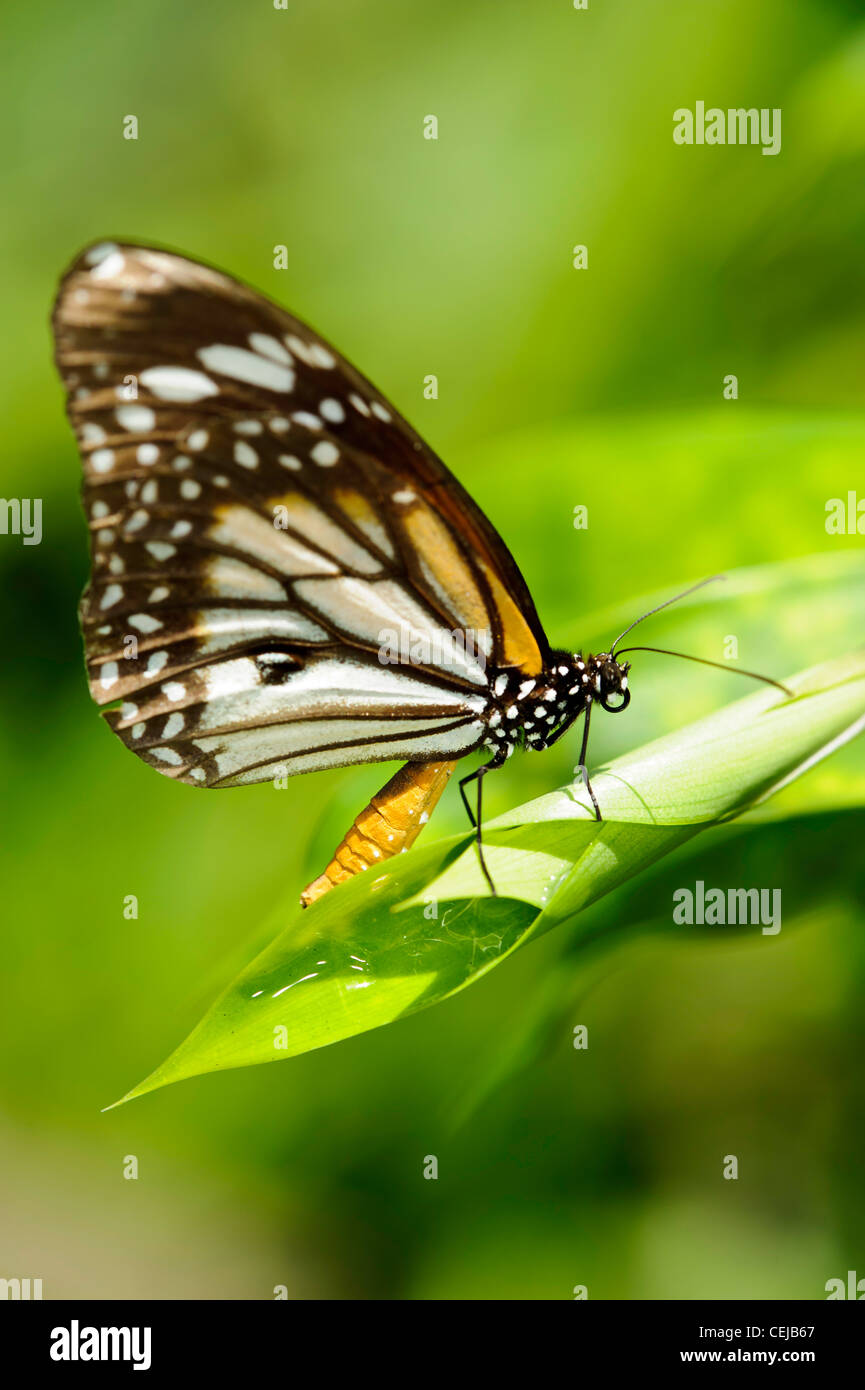 Un Danaus Genutia Genutia (Comune Tiger) FARFALLA Foto Stock