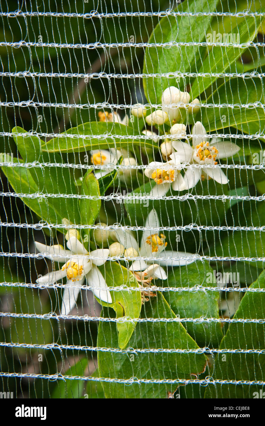 Agricoltura - Vista dettagliata del mandarino blossoms protetto con bee netting per impedire l'impollinazione e quindi la produzione di frutta senza semi. Foto Stock