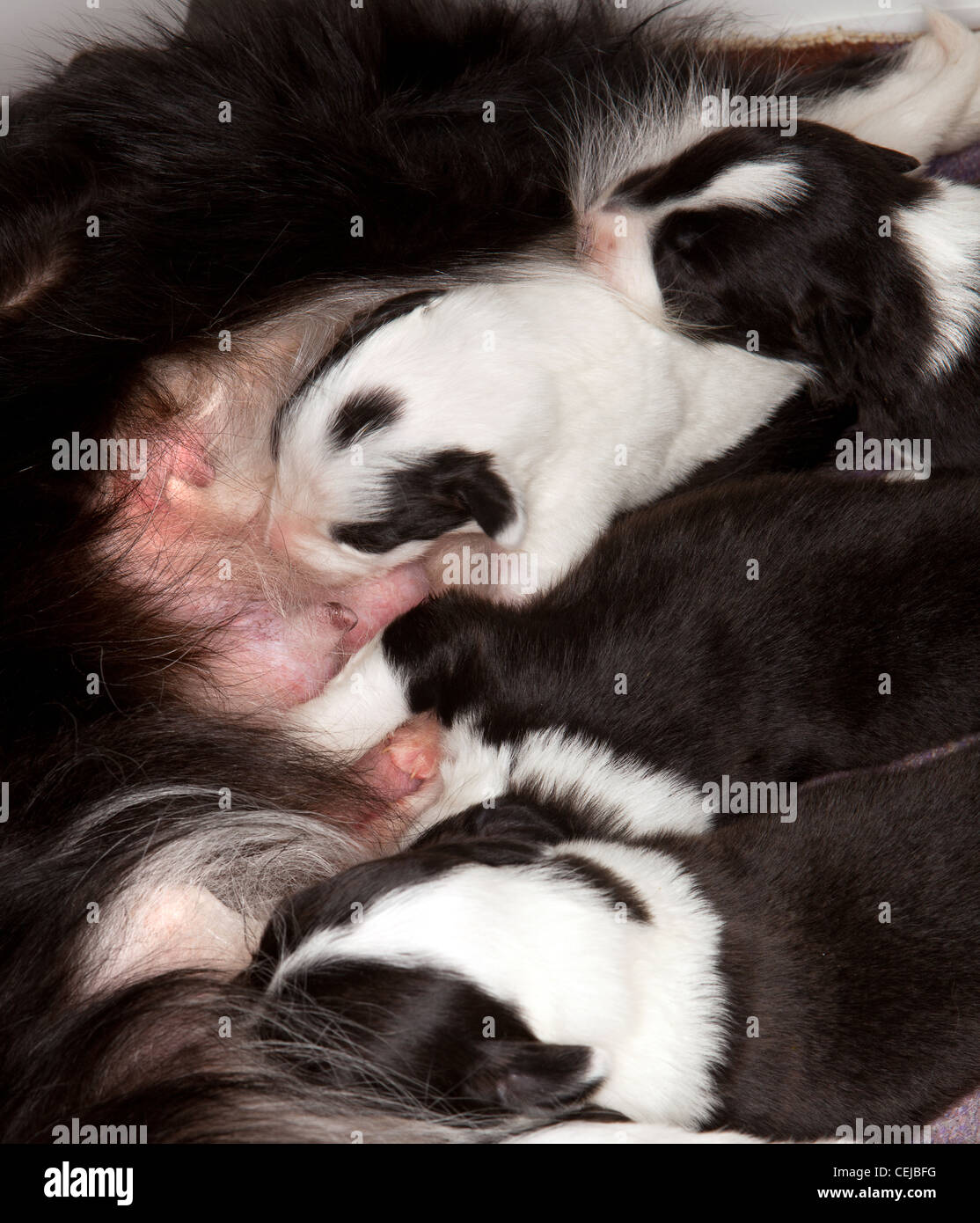 Quattro neonato cieco Border Collie cuccioli trovare cibo Foto Stock