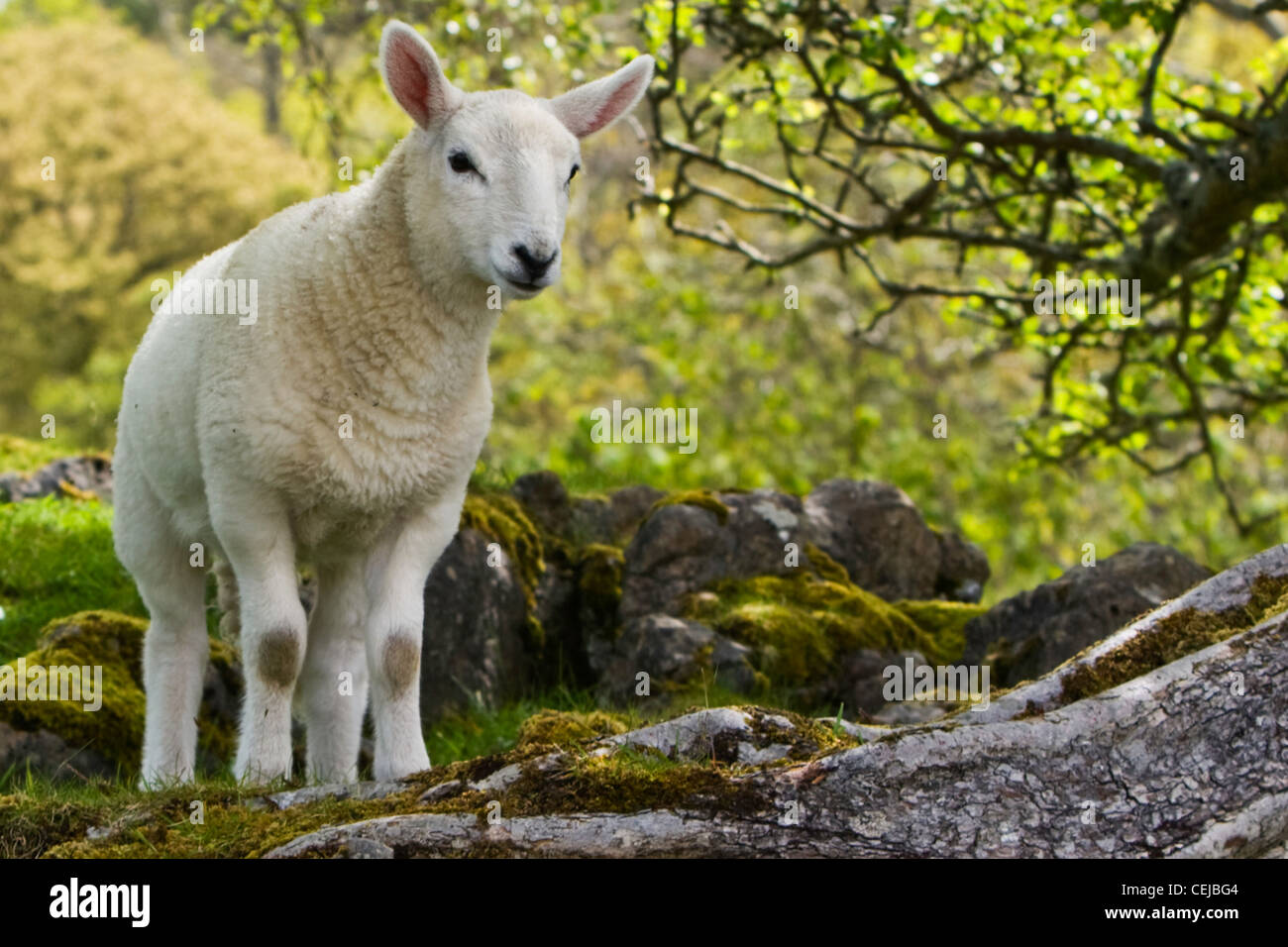 Un agnello è raffigurato su un muschio coperto sperone roccioso sull'Isola di Skye in Scozia, Regno Unito. Foto Stock