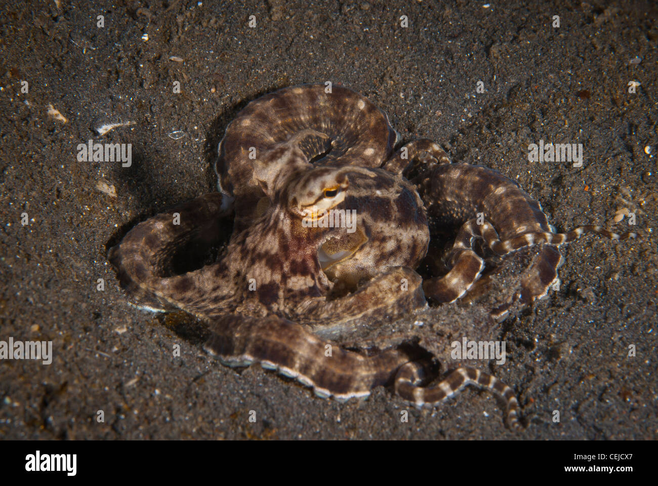 Un mimic octopus trovata in un sito di immersione nel Lembeh strait, Nord Sulawesi, Indonesia Foto Stock
