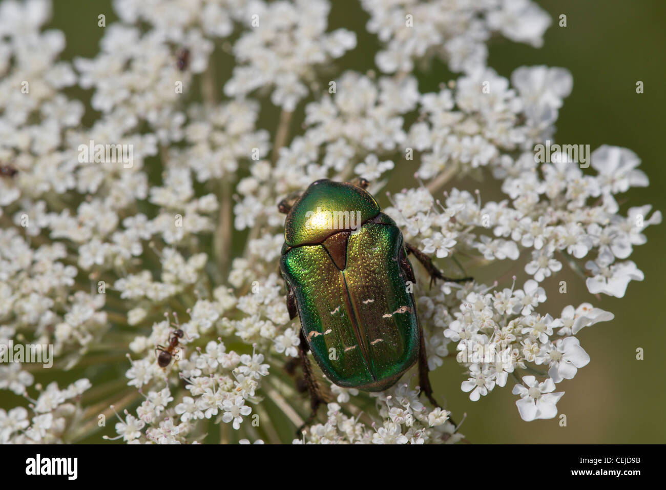 Rosenkaefer, Cetoniinae, Fiore Foto Stock