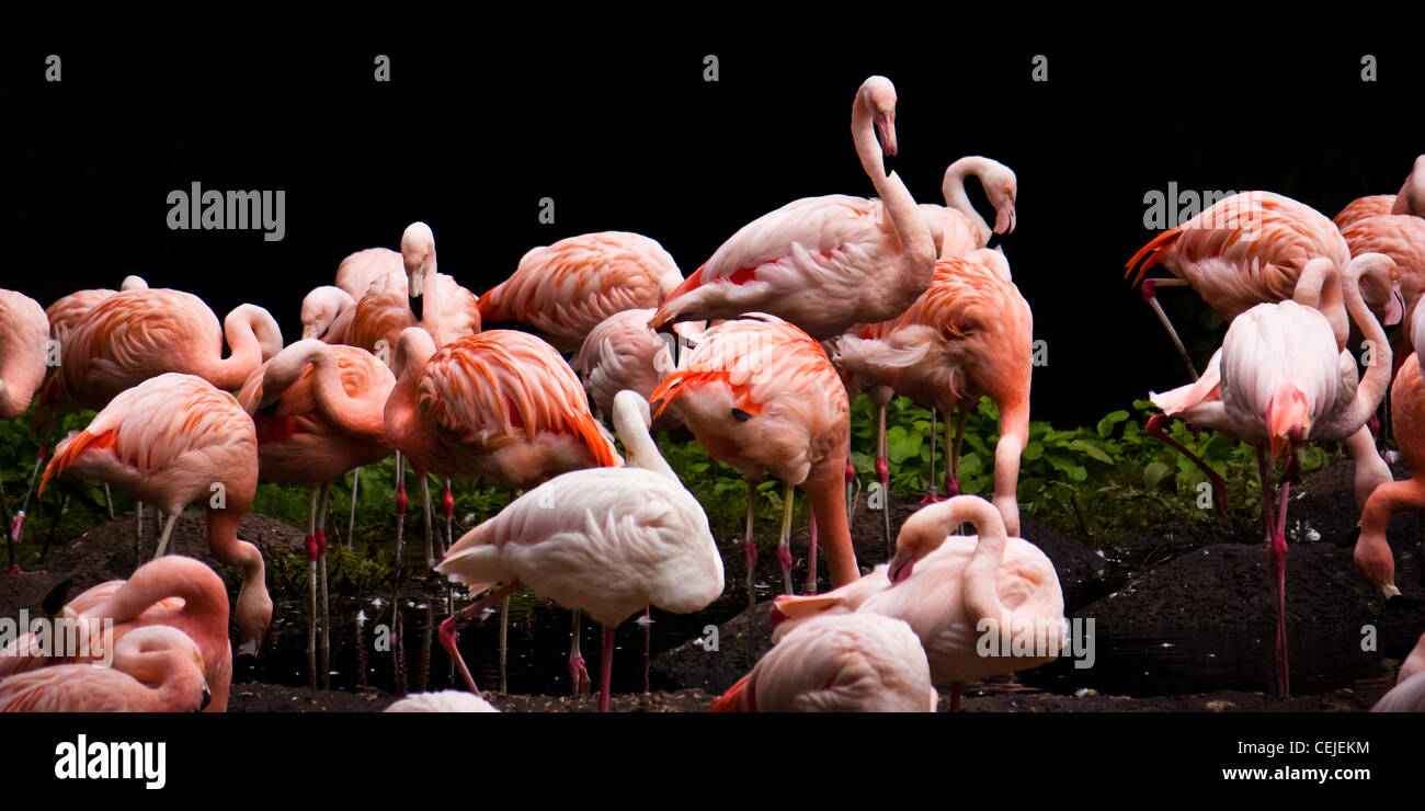 Un gregge di fenicotteri rosa nello stagno Foto Stock