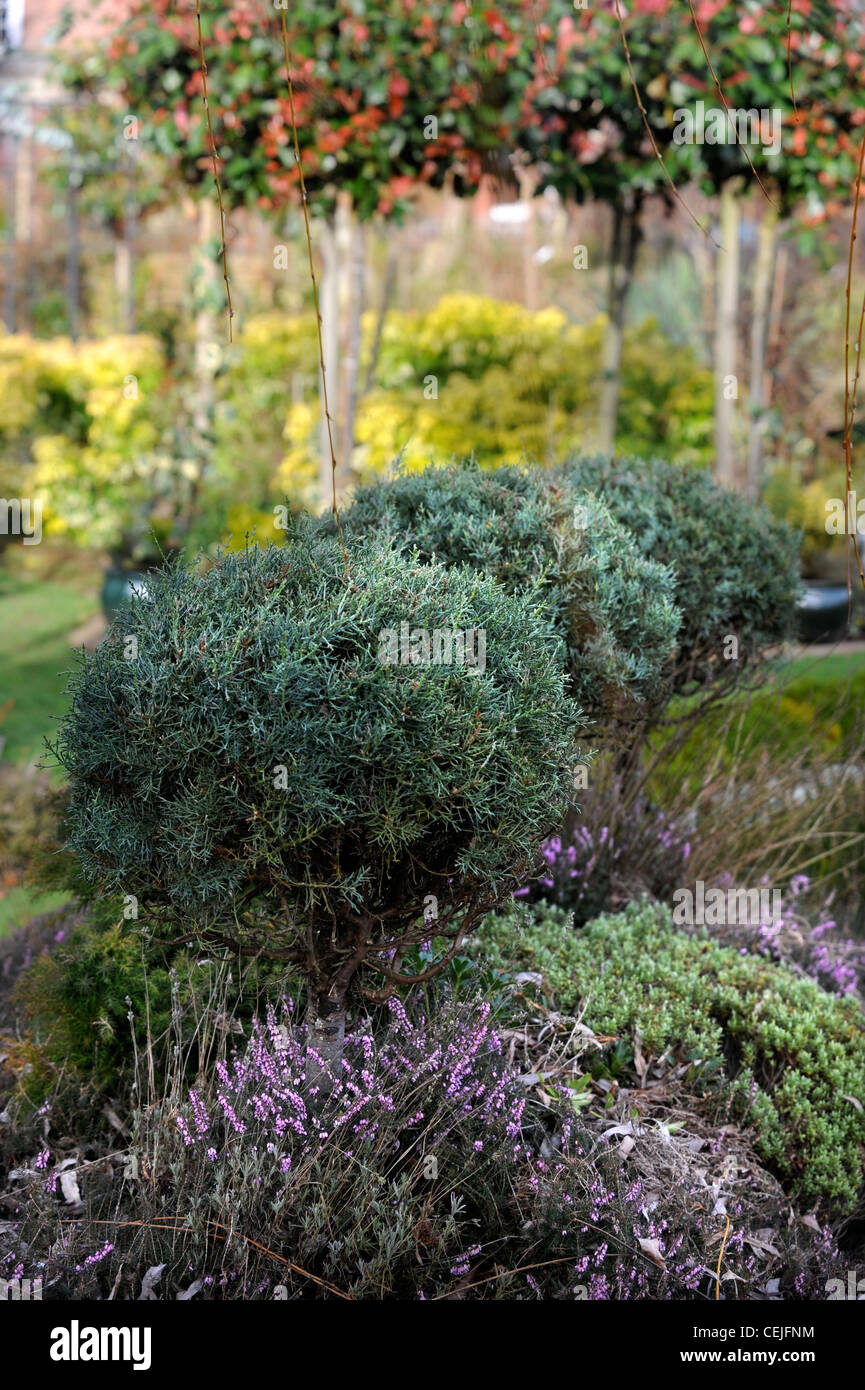 Un giardino progettato per l'inverno colore vicino MONTGOMERY, POWYS REGNO UNITO Foto Stock