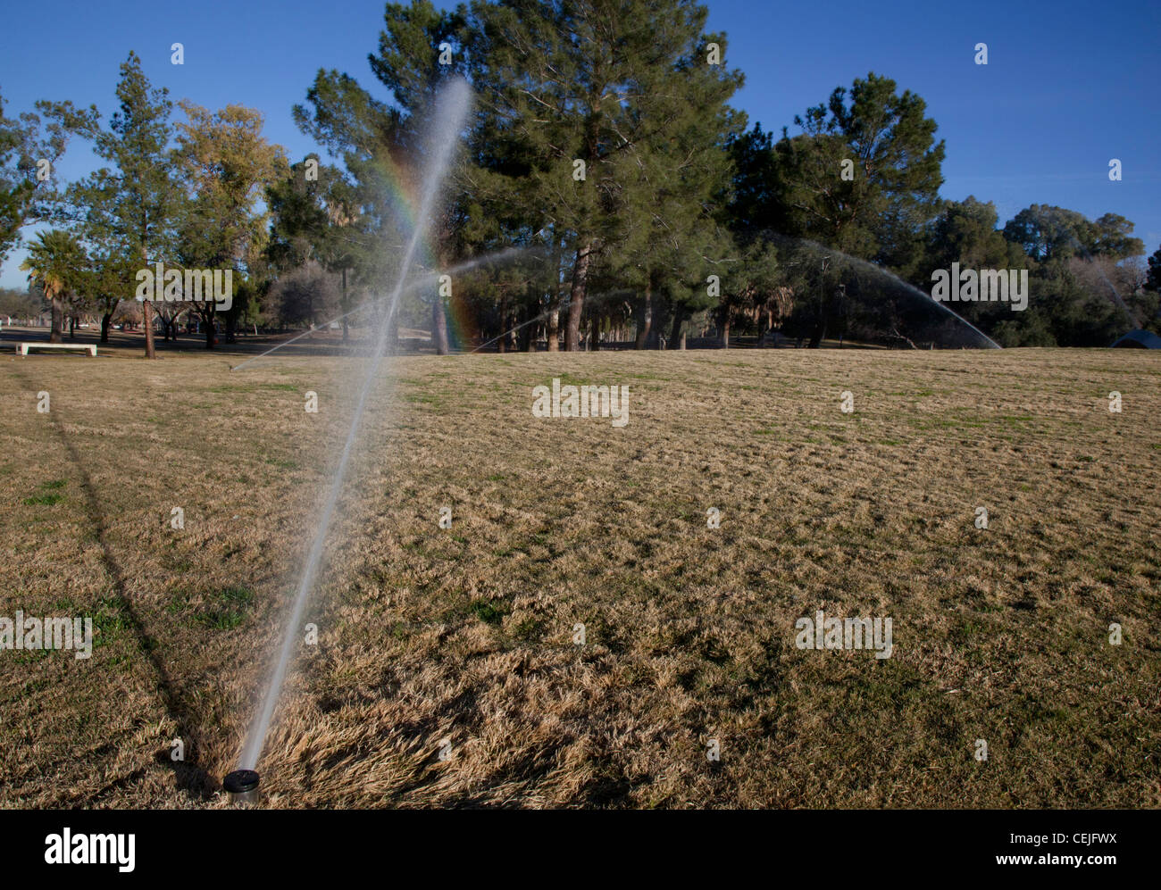 L'acqua riciclata irriga Tucson Park Foto Stock