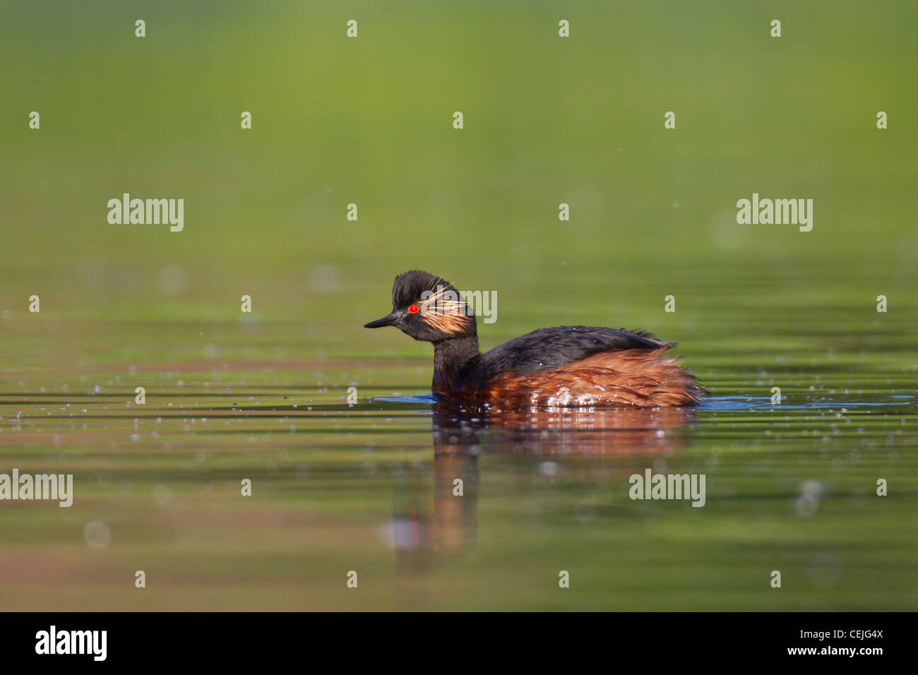 Schwarzhalstaucher, podiceps nigricollis, nero-svasso a collo alto Foto Stock