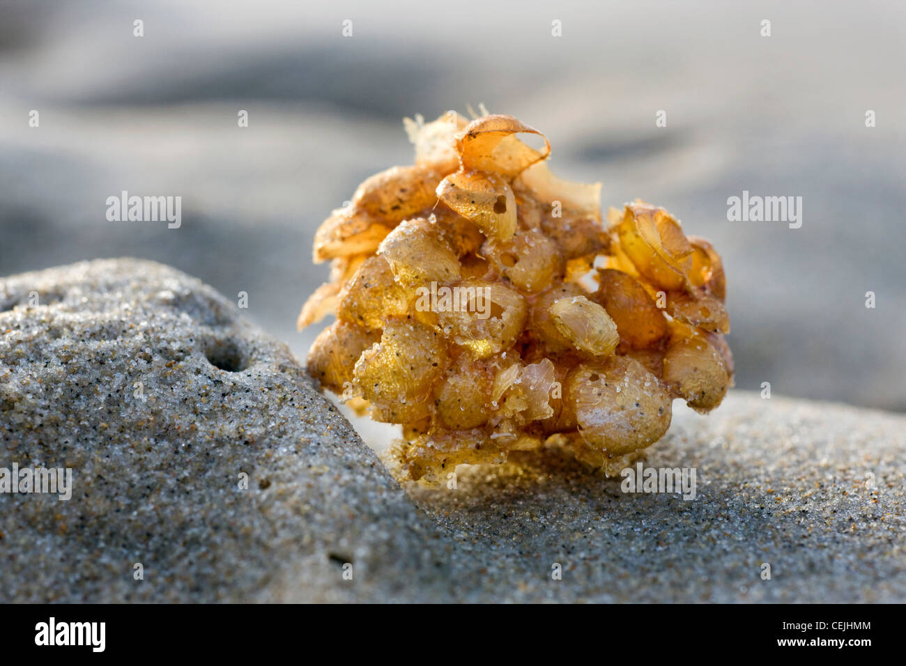 Buccino (Buccinum undatum) uovo massa / mare sfera di lavaggio sulla spiaggia, Belgio Foto Stock